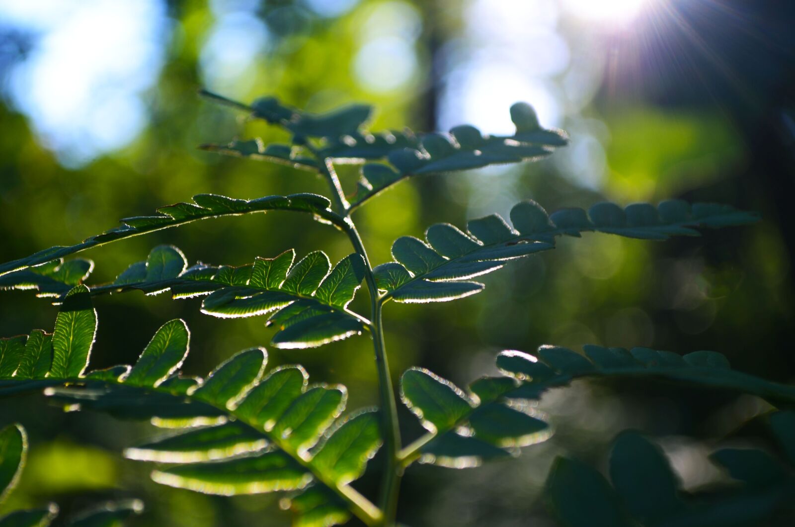 Nikon D5100 sample photo. Morning, forest, rays photography