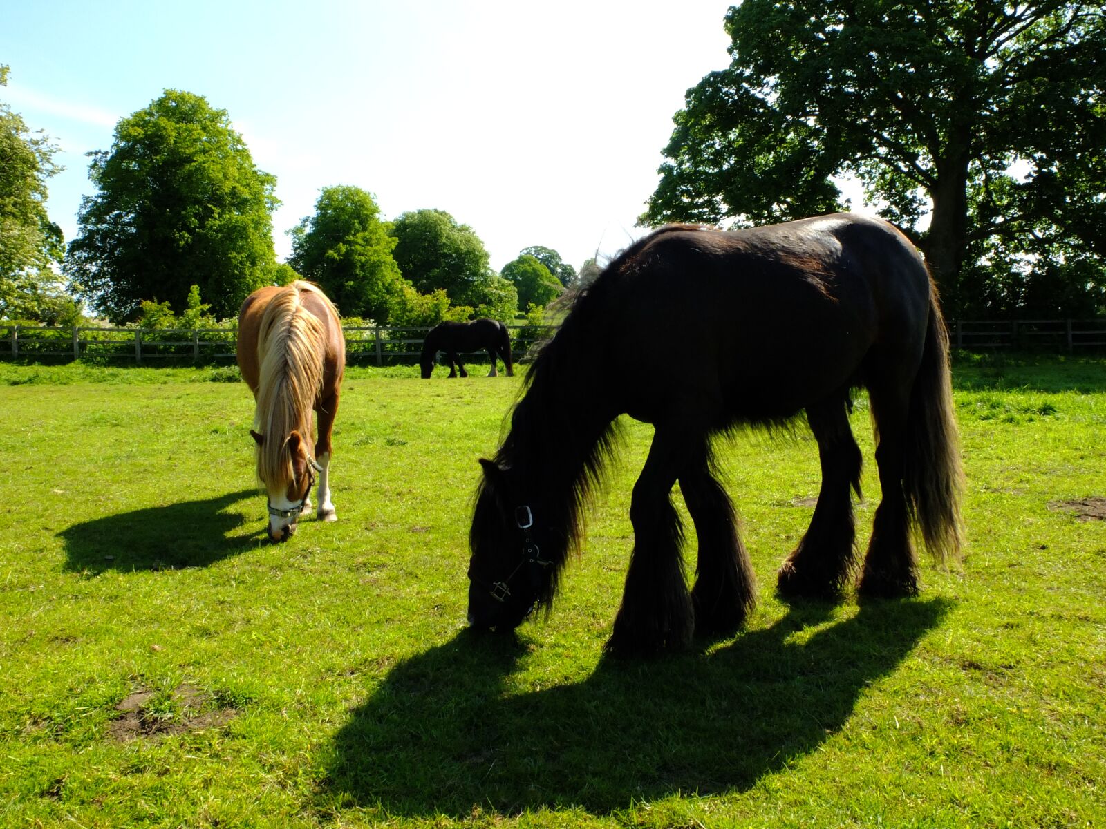 Fujifilm X10 sample photo. Horses, pasture, ryedale photography