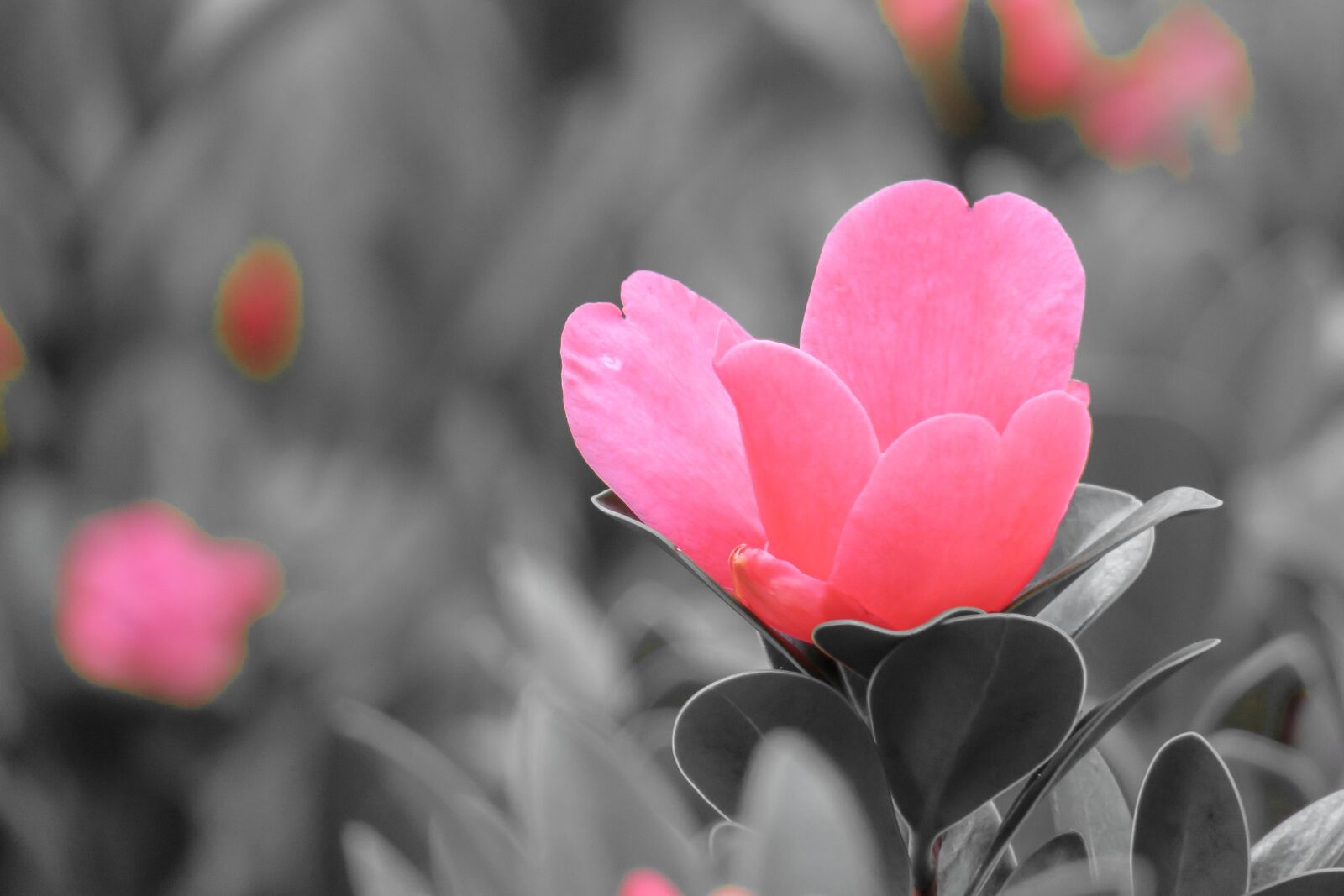 Canon PowerShot G3 X sample photo. Plant, natural, flower photography