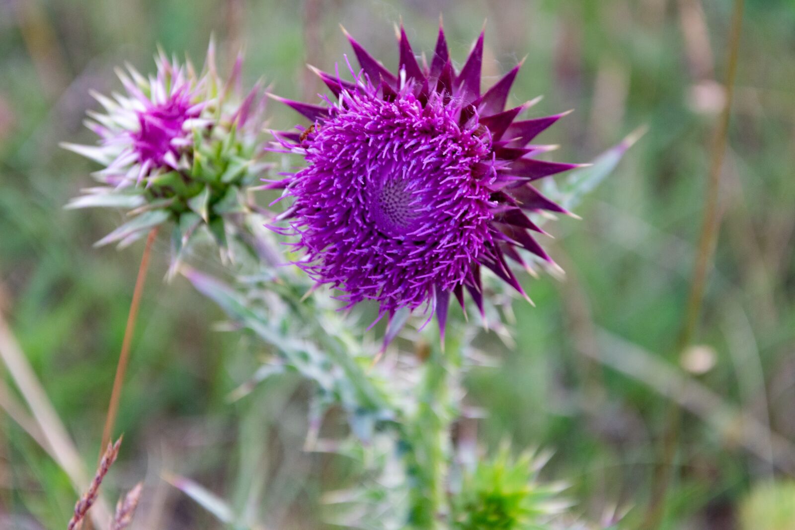 Nikon D3300 sample photo. Thistle, meadow, nature photography