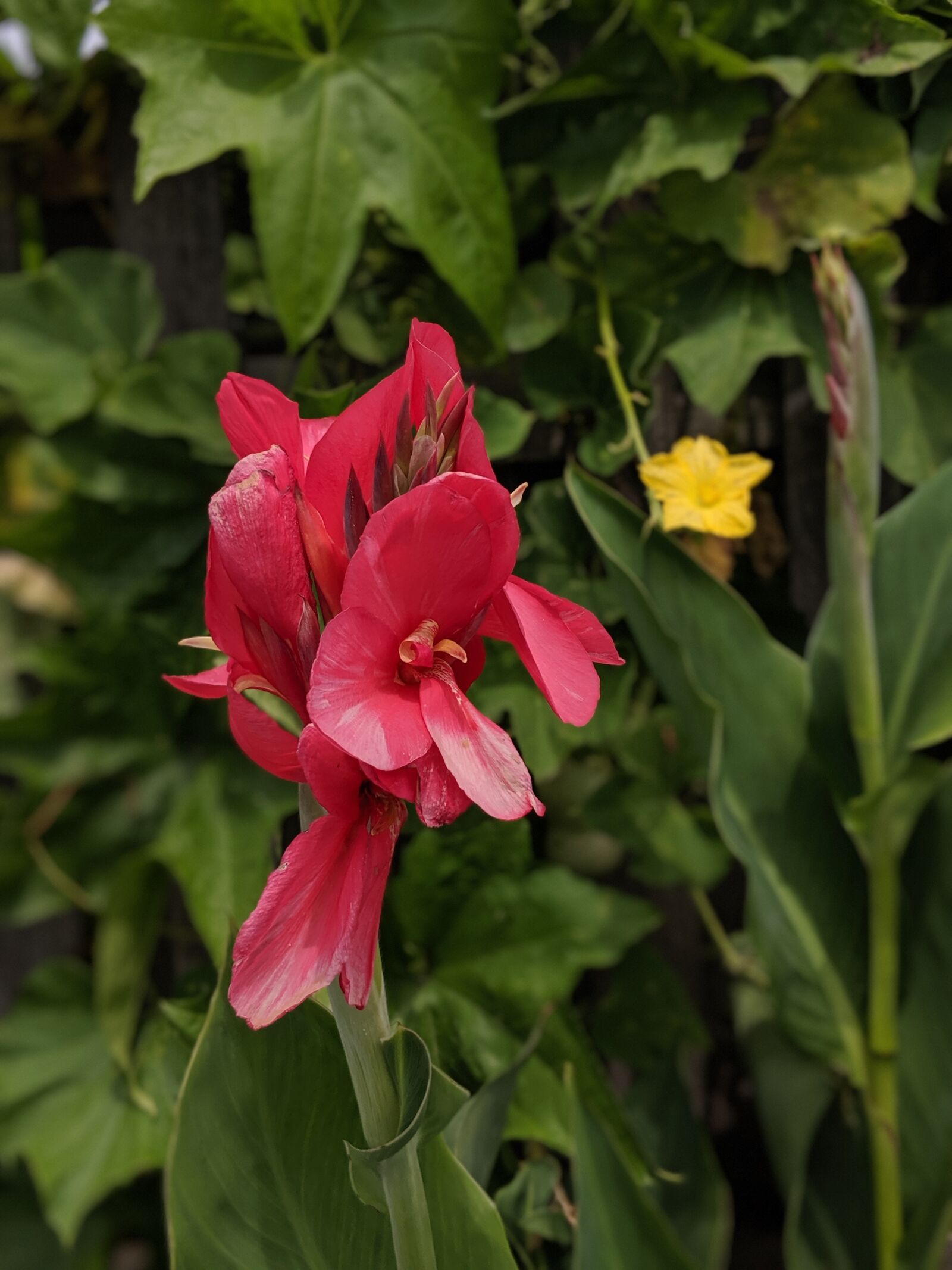 Google Pixel 2 sample photo. Lily, flower, blossom photography