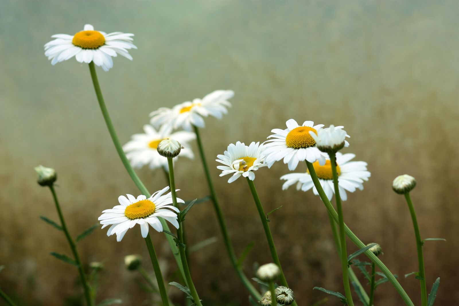 Canon EOS 450D (EOS Rebel XSi / EOS Kiss X2) sample photo. Daisy, flower, white photography