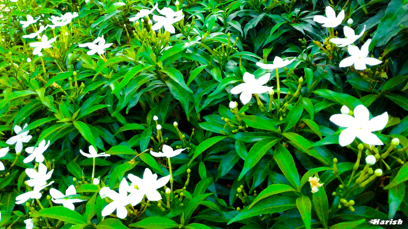 Samsung Galaxy J2 sample photo. Flower, green, nature photography