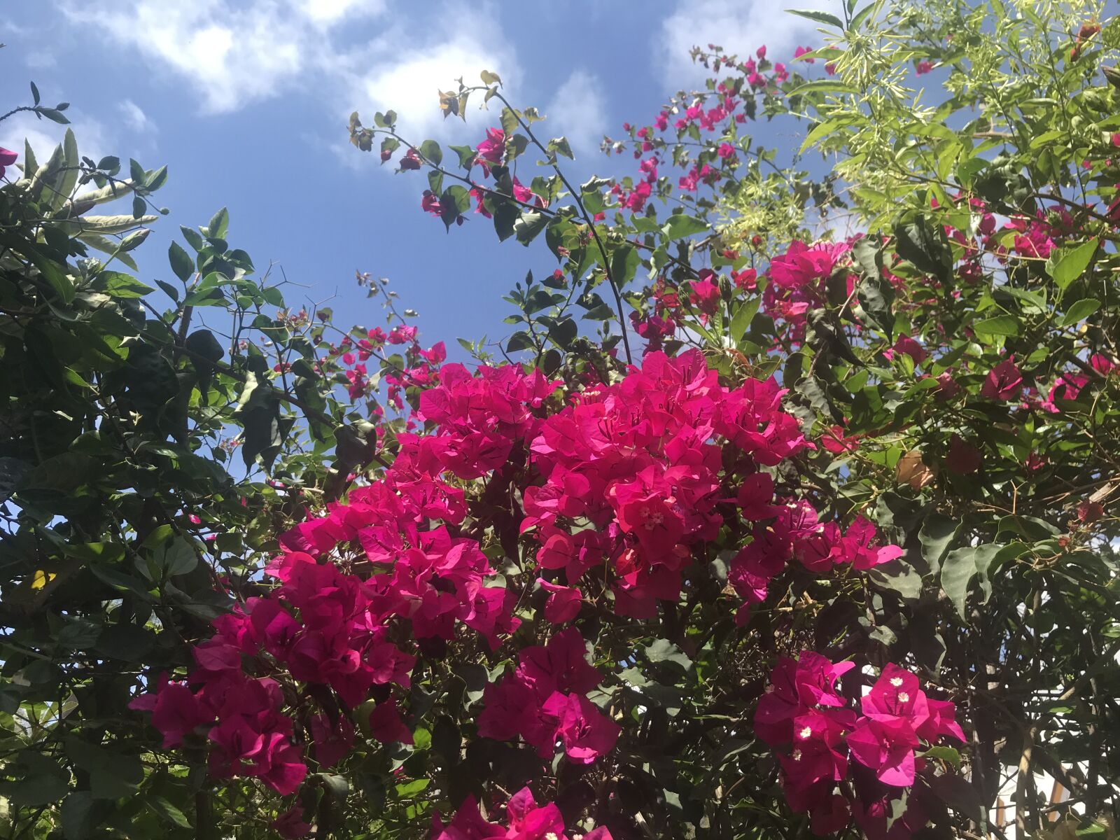 iPhone 7 back camera 3.99mm f/1.8 sample photo. Flowers, trees, sky photography
