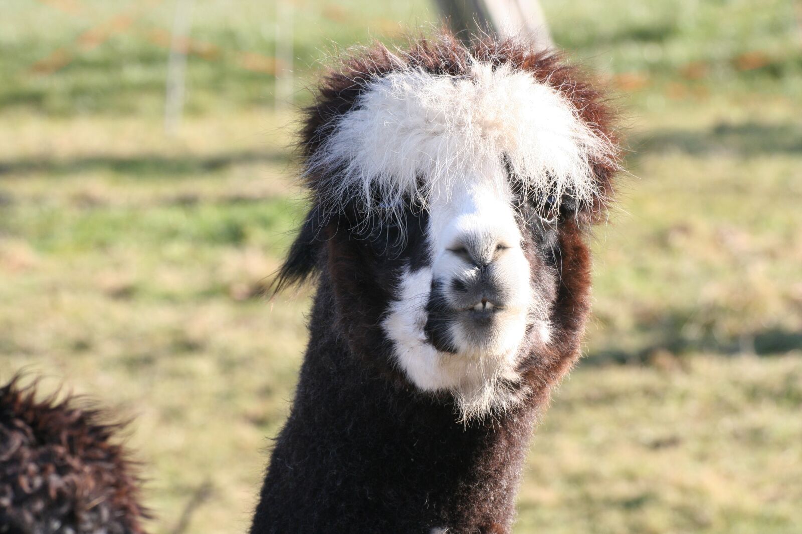 Canon EOS 350D (EOS Digital Rebel XT / EOS Kiss Digital N) sample photo. Alpaca, lama, animal photography