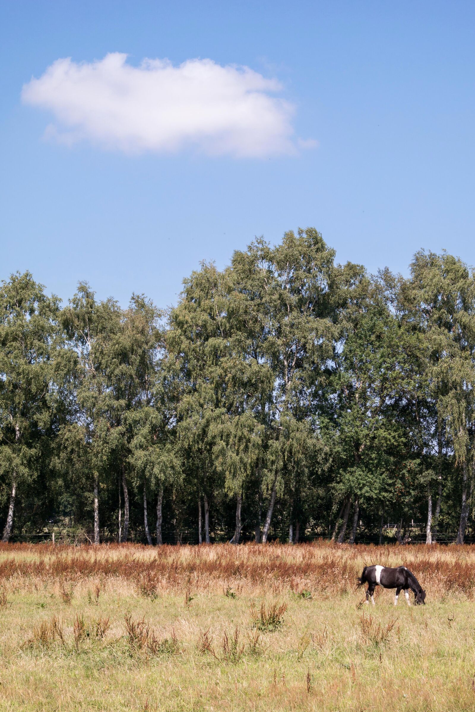 Samsung NX300M sample photo. Cloud, horse, foal photography