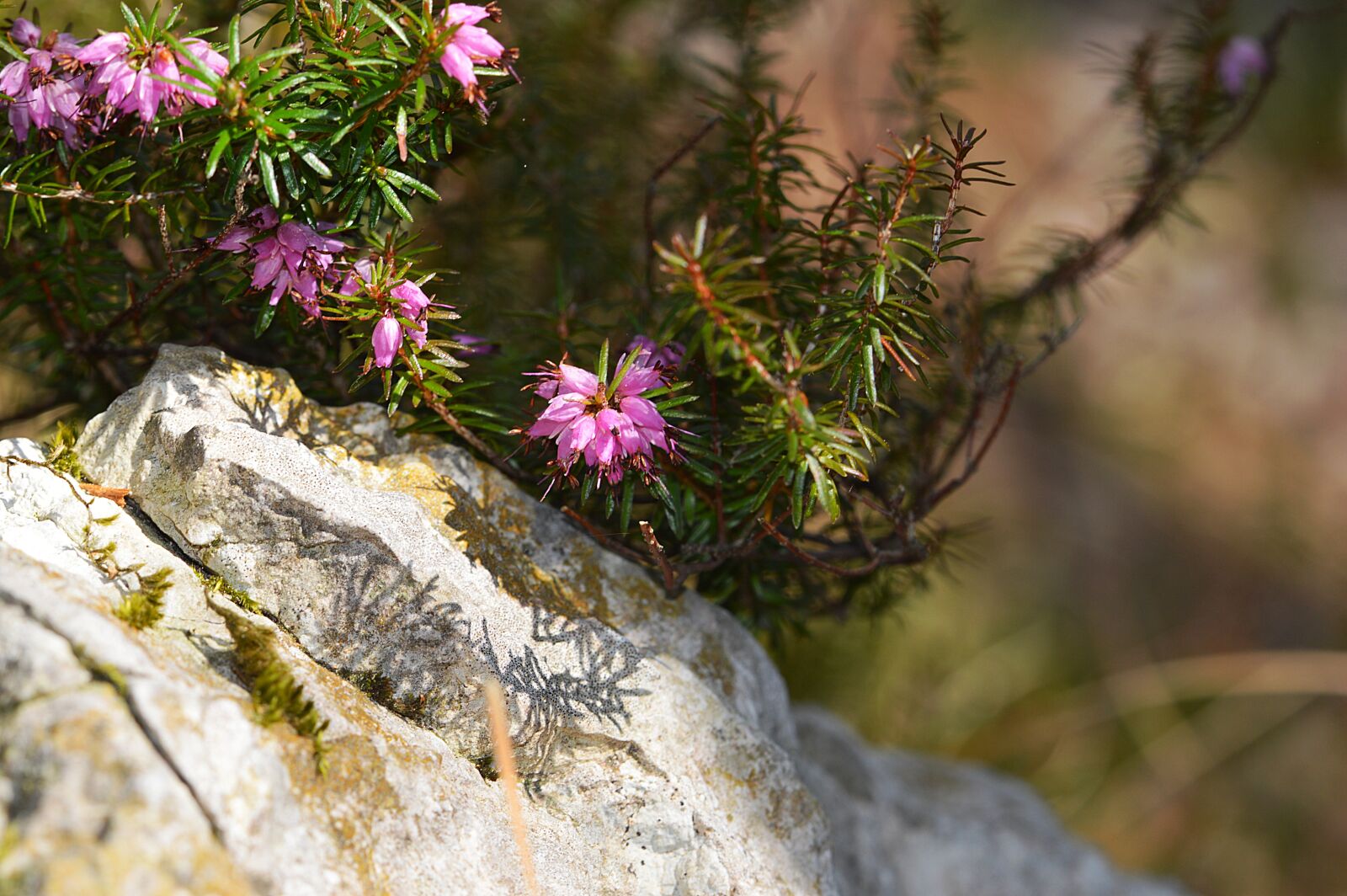 Nikon D3200 sample photo. Erika, flower, plant photography