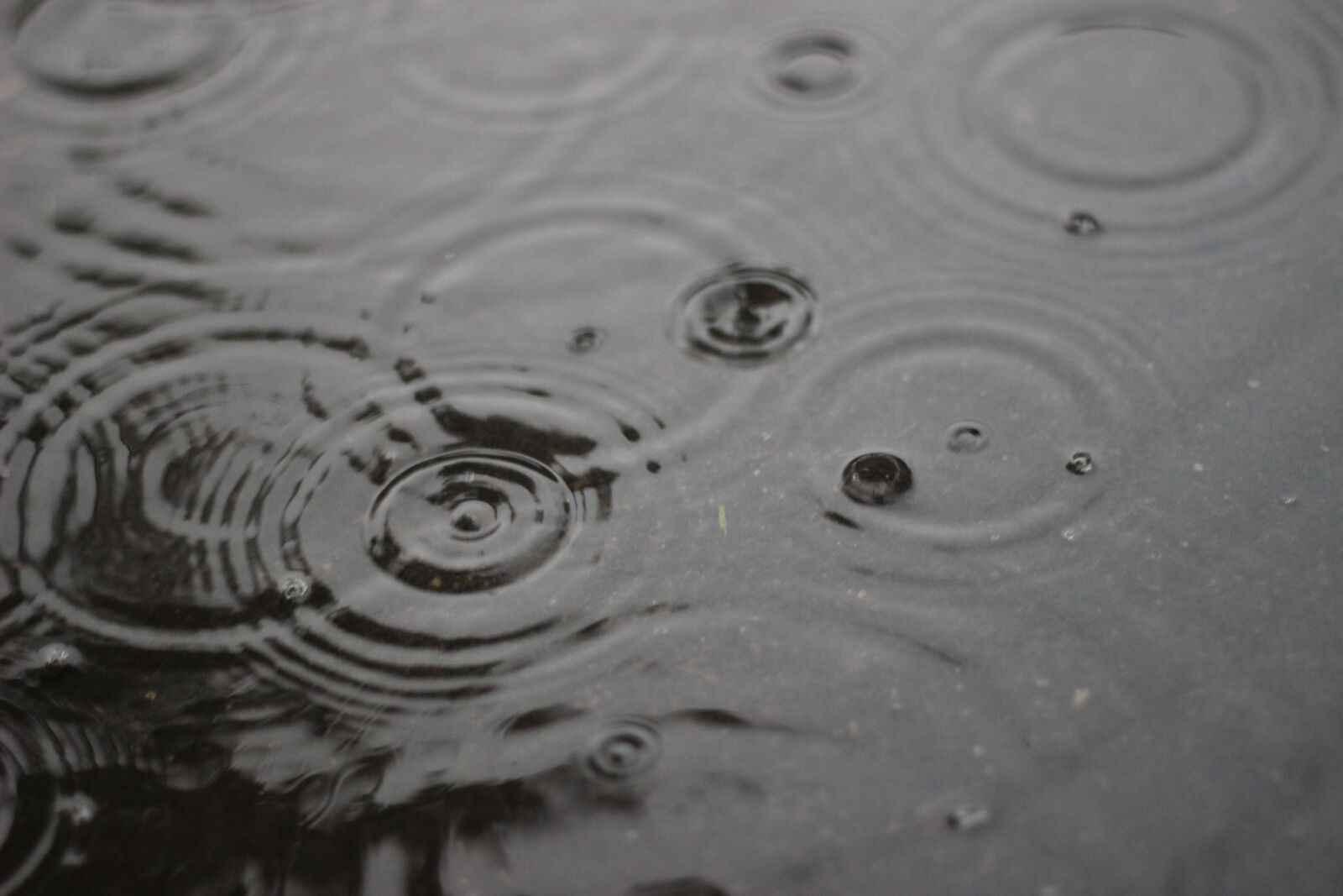 Canon EOS 600D (Rebel EOS T3i / EOS Kiss X5) + Canon EF 50mm F1.8 II sample photo. Calm, waters, rain, drops photography