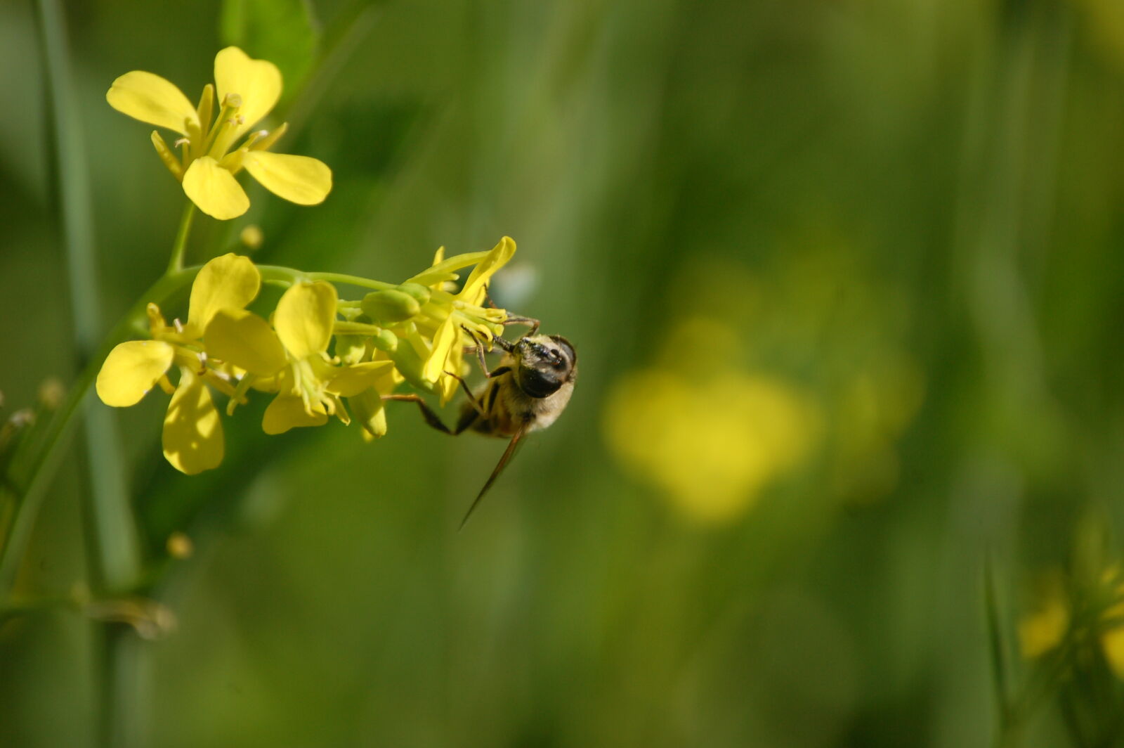 Nikon AF-S DX Nikkor 55-200mm F4-5.6G ED sample photo. Bee, bumblebee, flower, plant photography