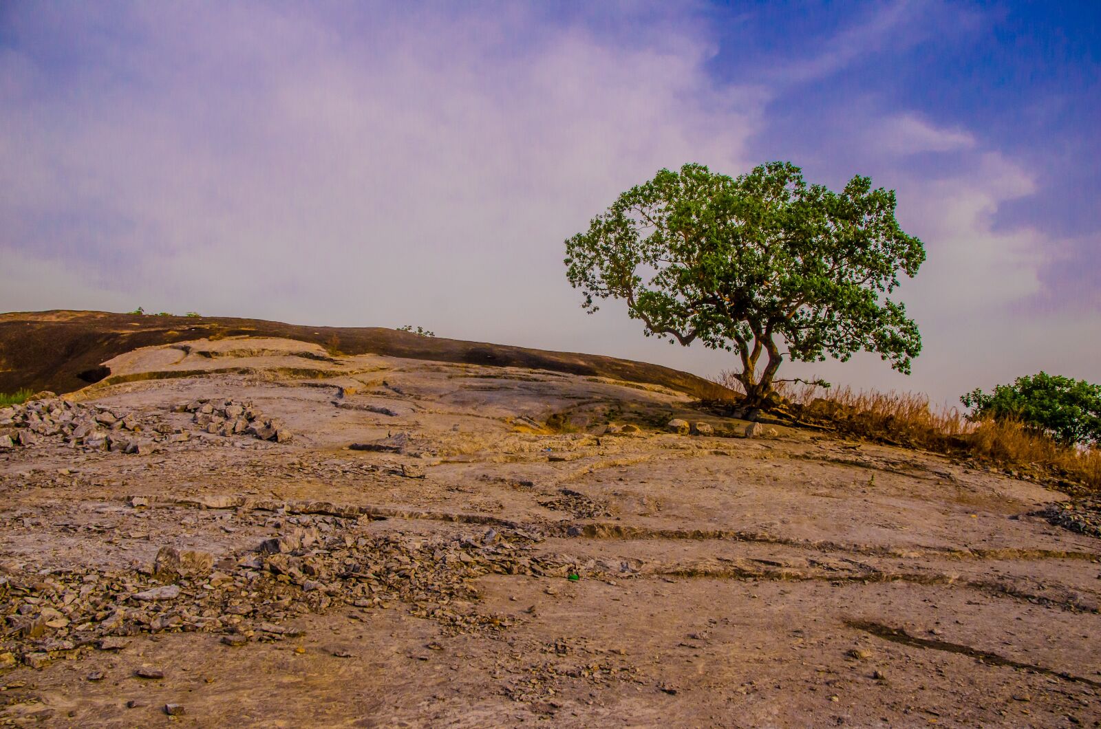 Nikon D5100 sample photo. Sky, tree, nature photography