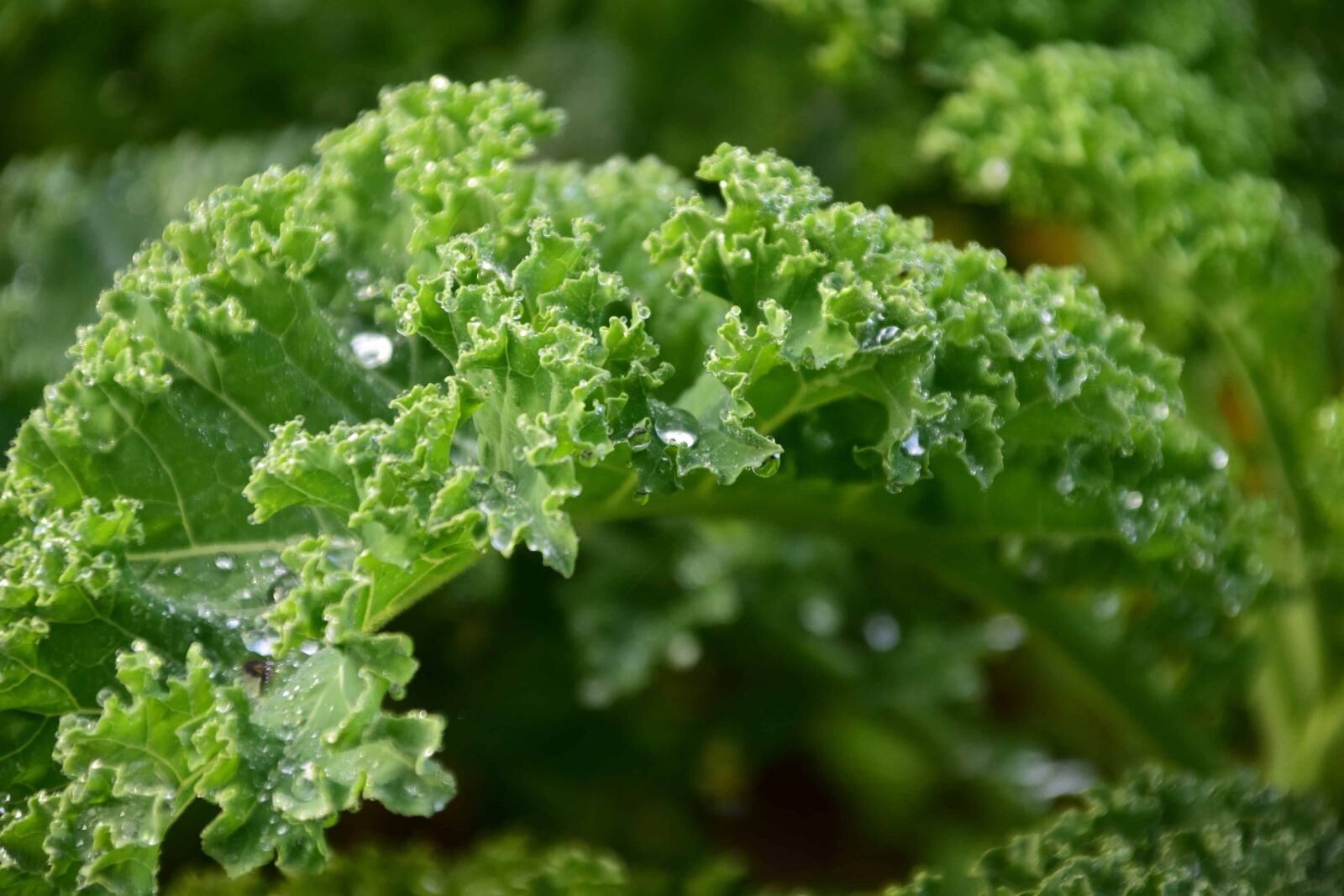 Nikon D3300 sample photo. Vegetable, lettuce, nature, flora photography