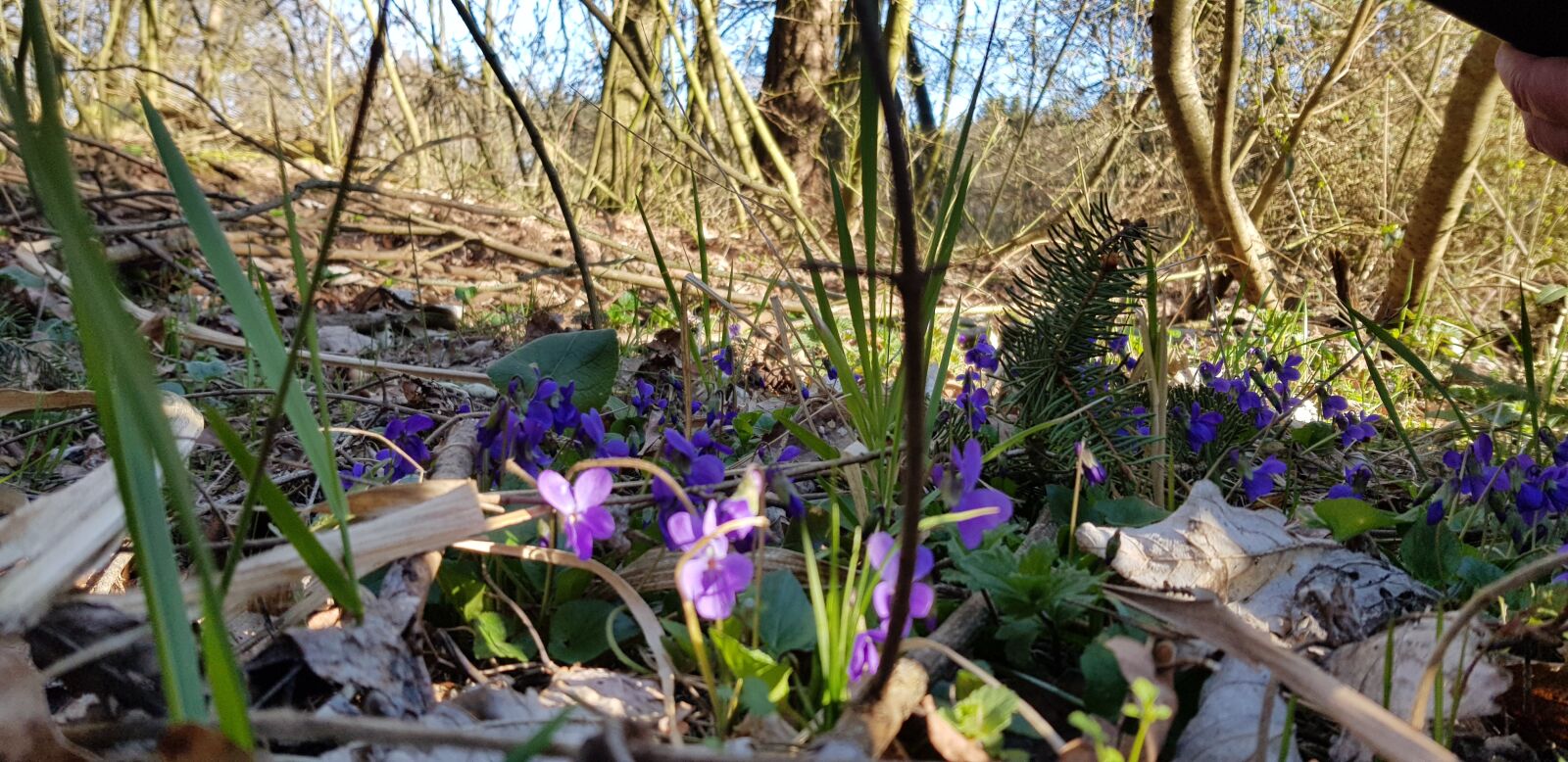 Samsung Galaxy S8+ sample photo. Forest, wild violets, 400–500 photography