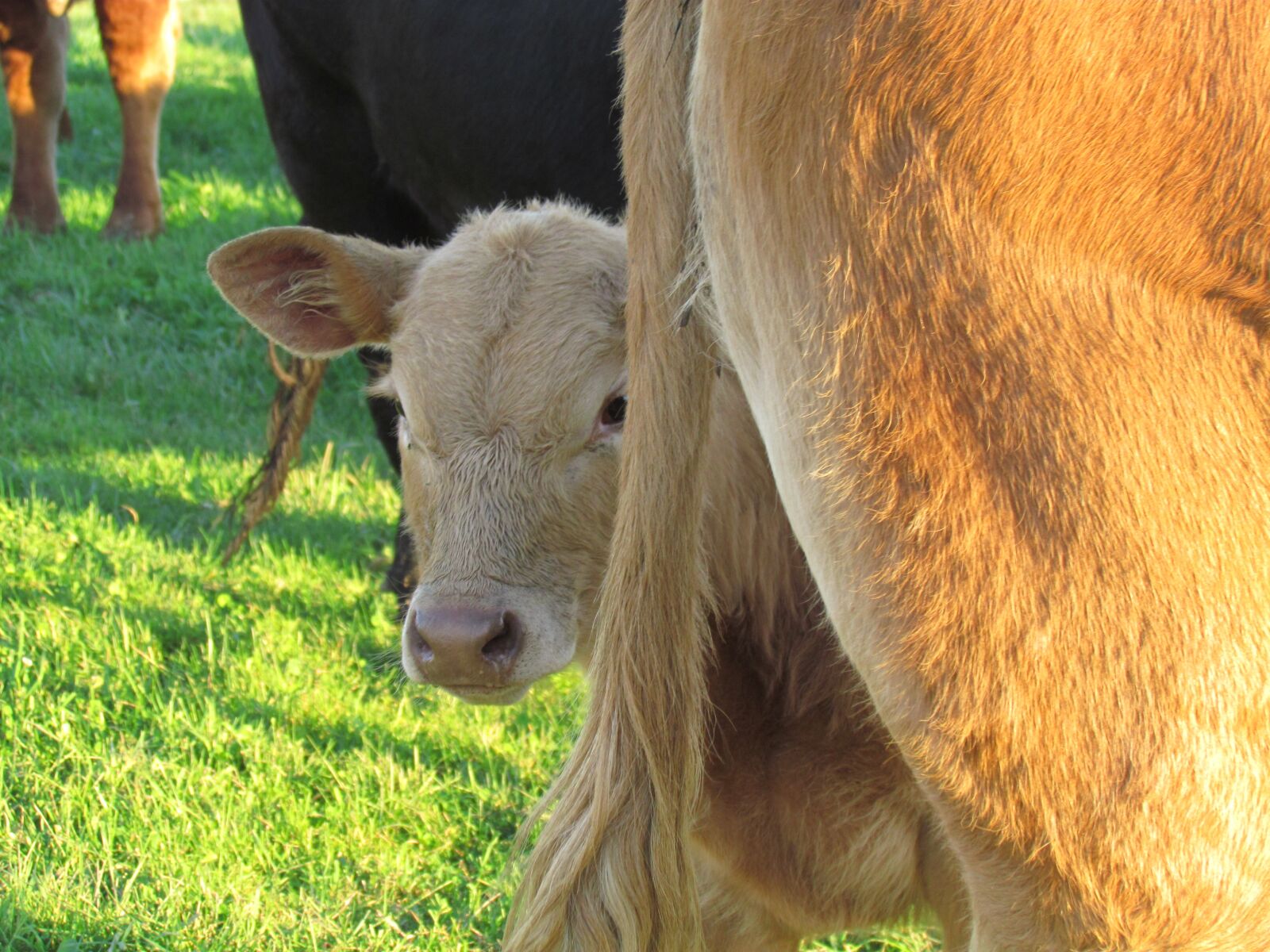 Canon PowerShot SX30 IS sample photo. Calf, cow, pasture photography