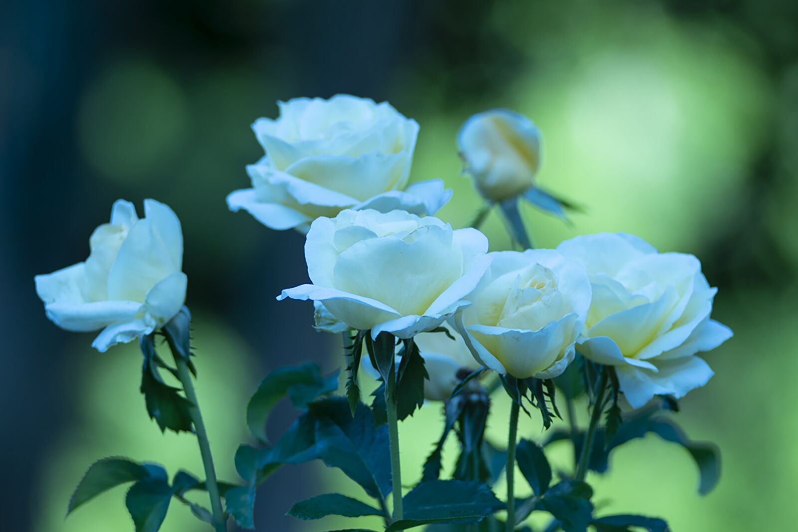 Nikon D7500 sample photo. Roses, yellow roses, flowers photography