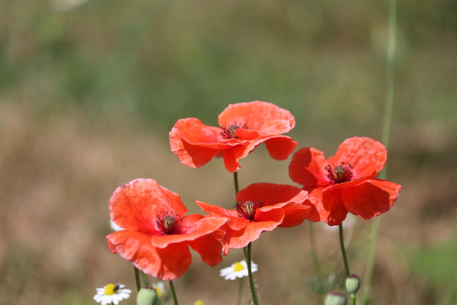 Canon EOS 70D sample photo. Poppies, flowers, red photography