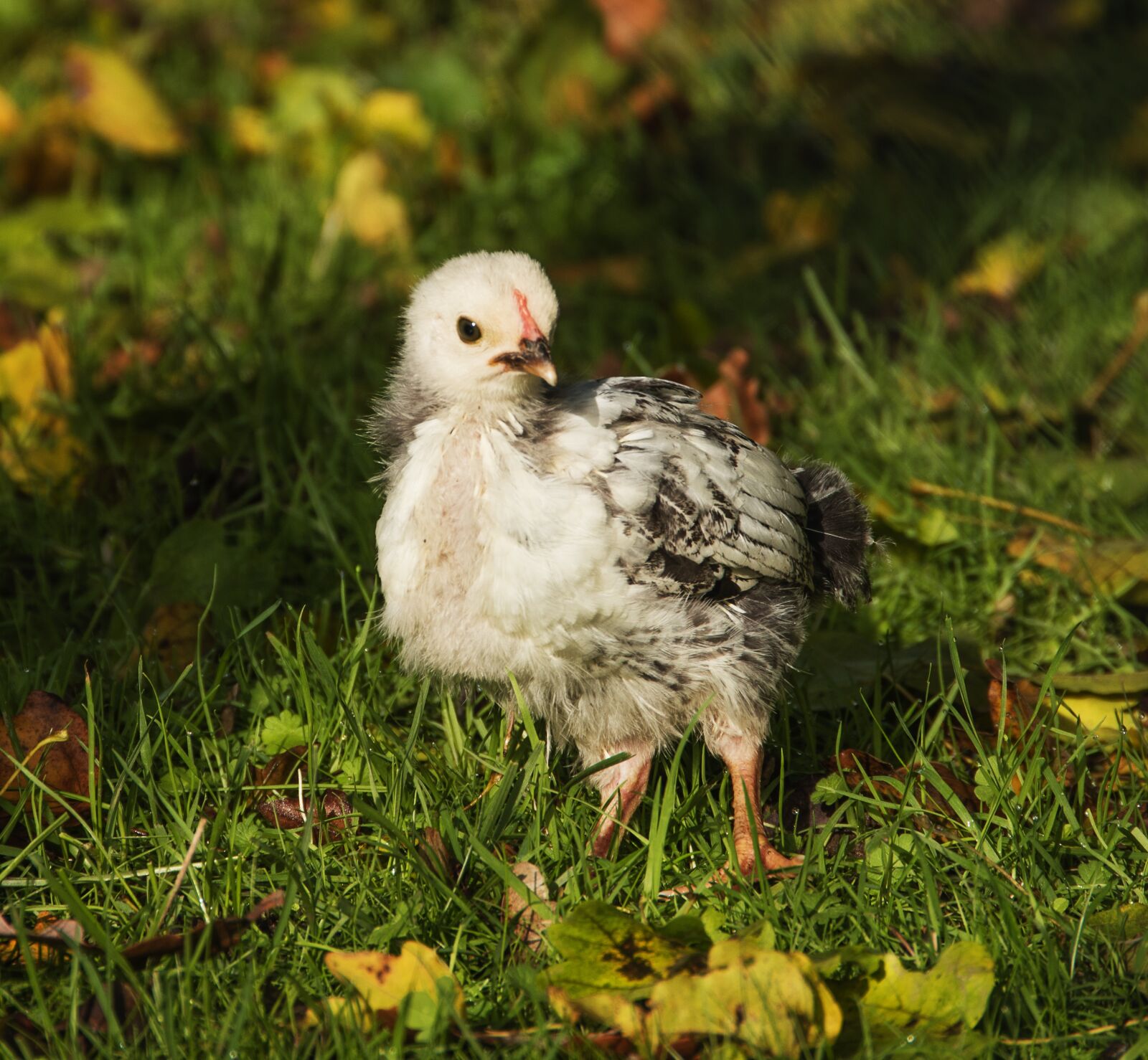 Nikon D5600 sample photo. Chicken, chick, hen photography