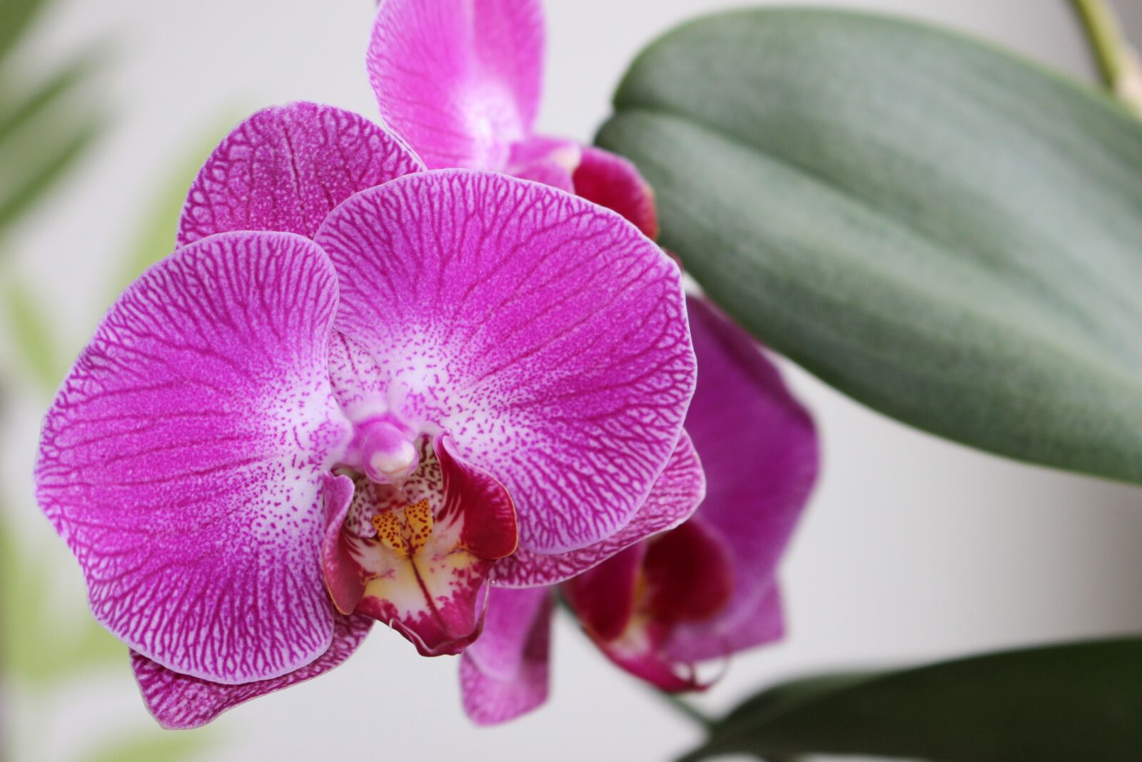 Canon EOS 100D (EOS Rebel SL1 / EOS Kiss X7) sample photo. Orchidea, flower, plant photography