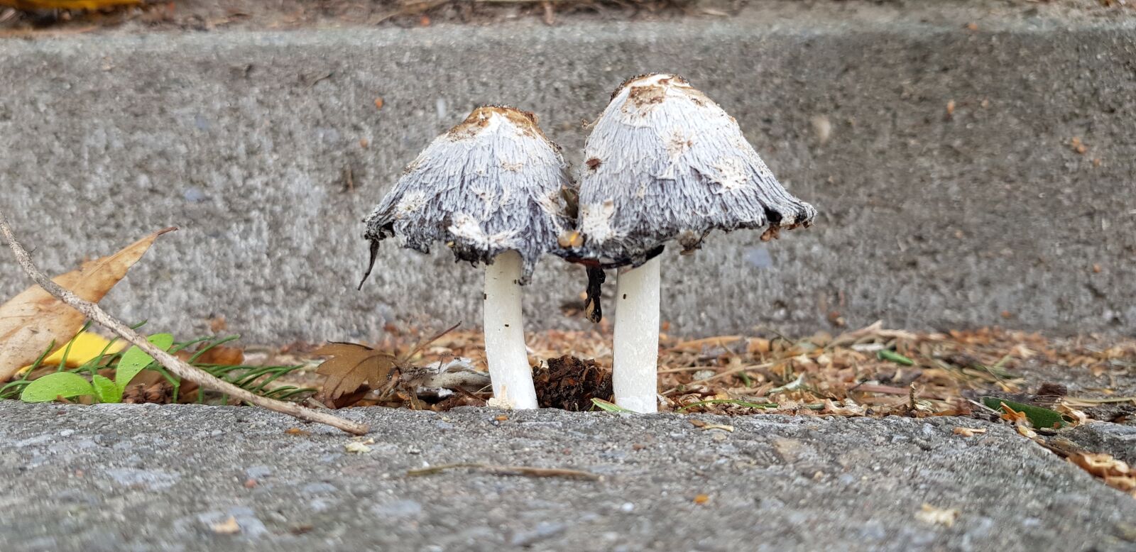 Samsung Galaxy S8 sample photo. Mushroom, agaric, nature photography