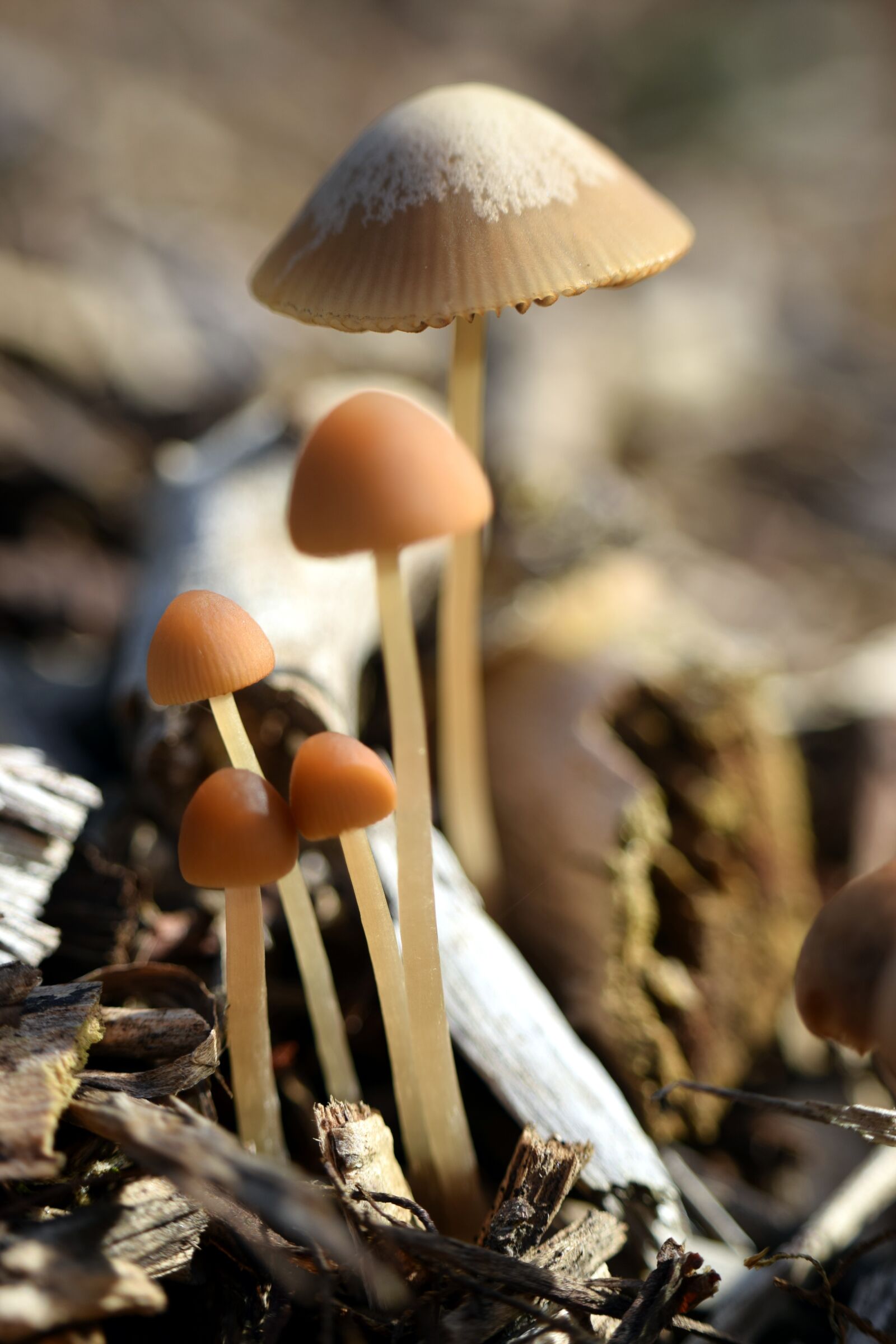 Nikon D5300 sample photo. Mushrooms, autumn, nature photography
