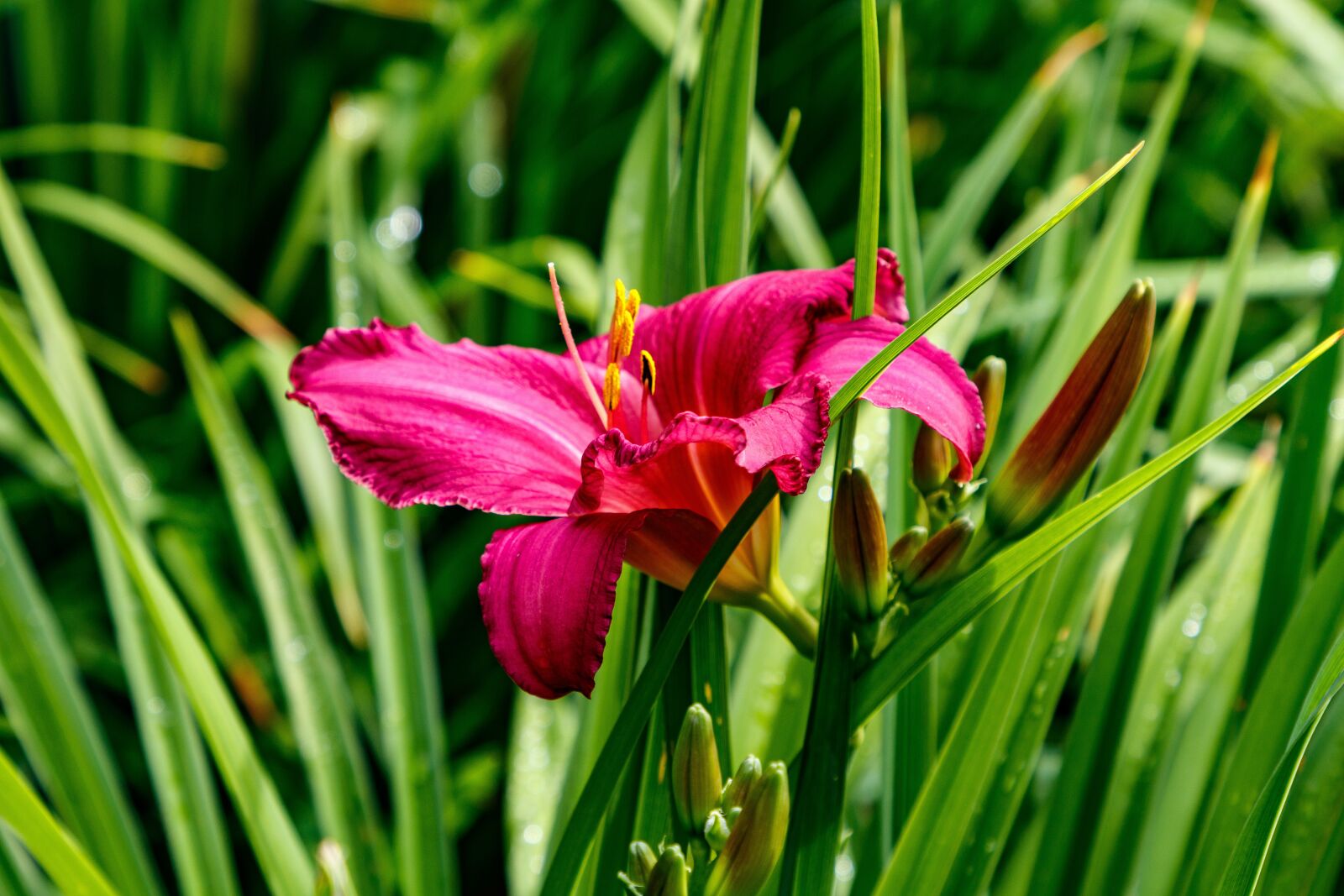 Canon EOS 80D + Canon EF 24-105mm F4L IS II USM sample photo. Day-lily, flower, petals photography