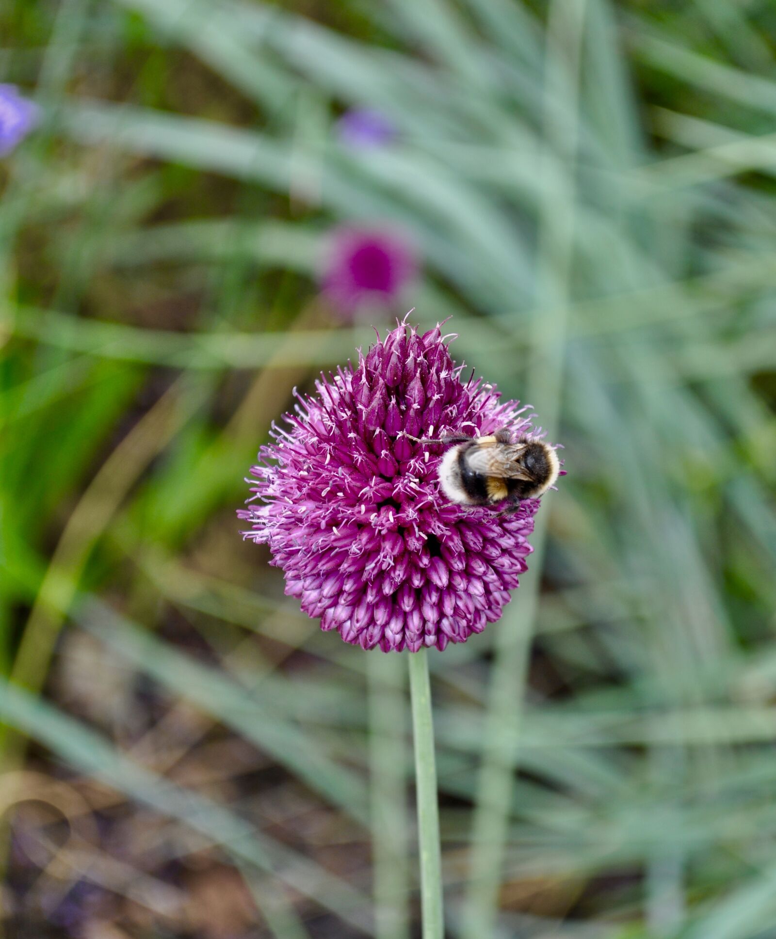 Nikon D5000 sample photo. Nature, flora, flower photography