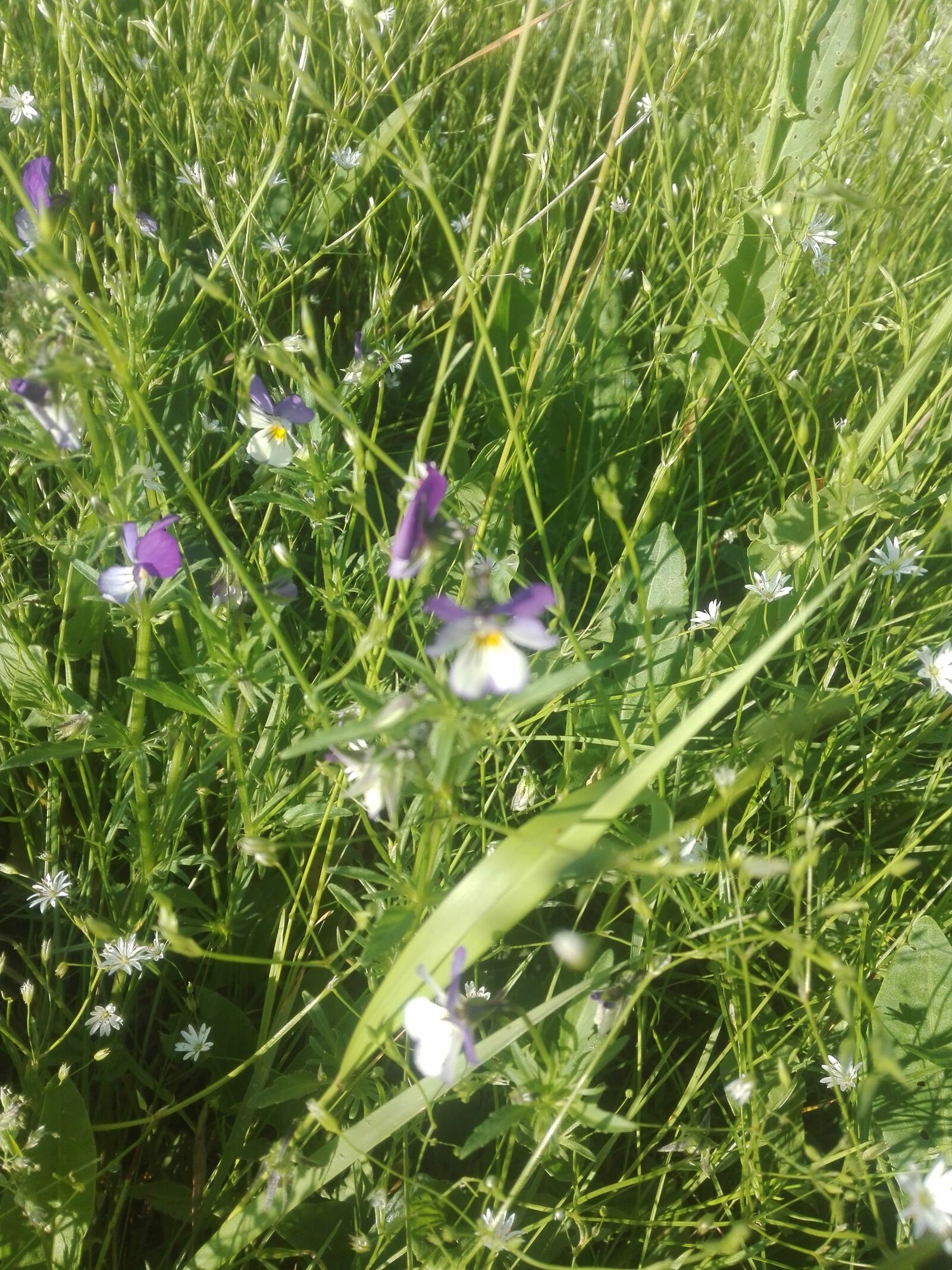 HUAWEI P8 Lite sample photo. Meadow, flowers, spring photography