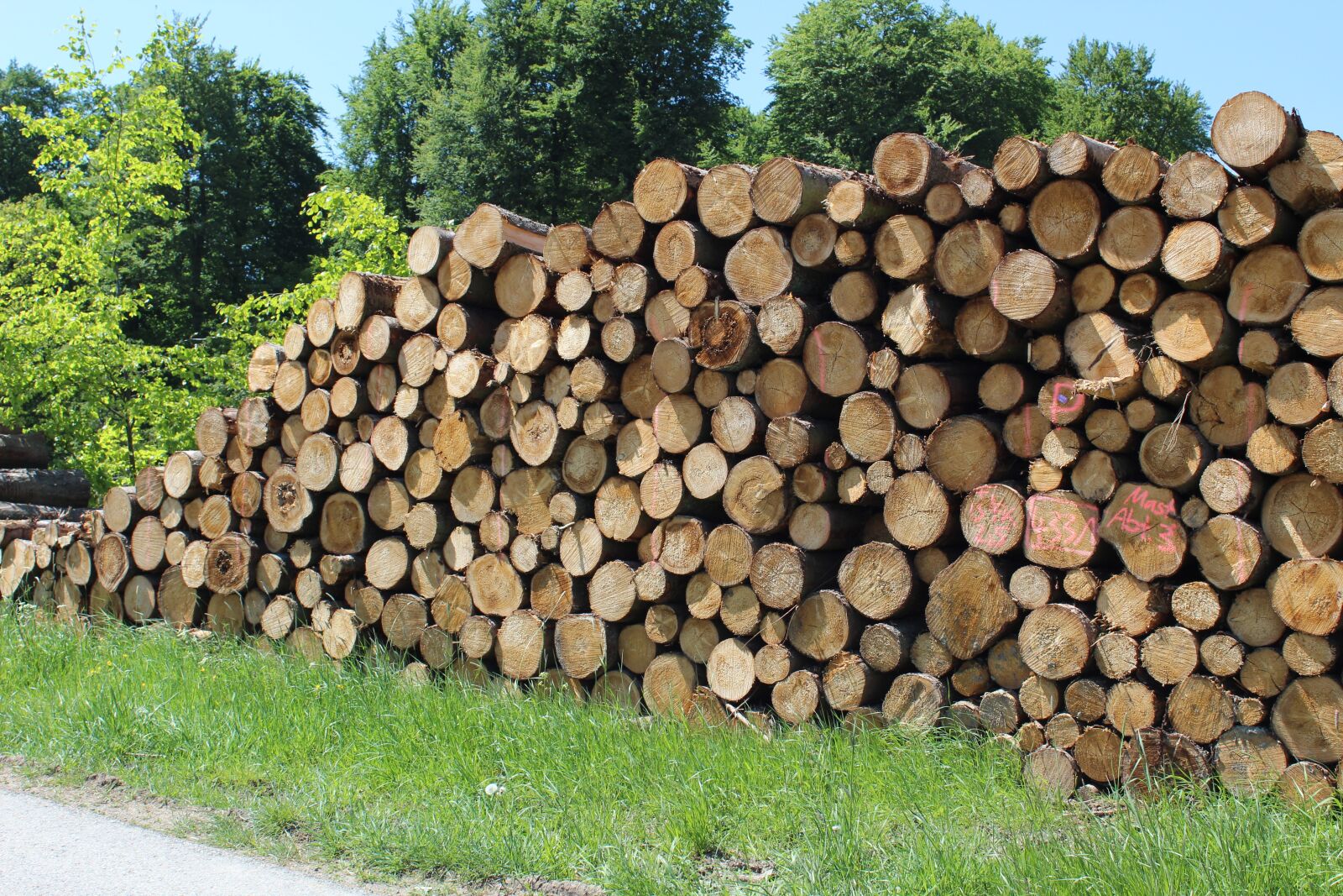 Canon EOS 1300D (EOS Rebel T6 / EOS Kiss X80) sample photo. Wood, wood trunks, holzstapel photography