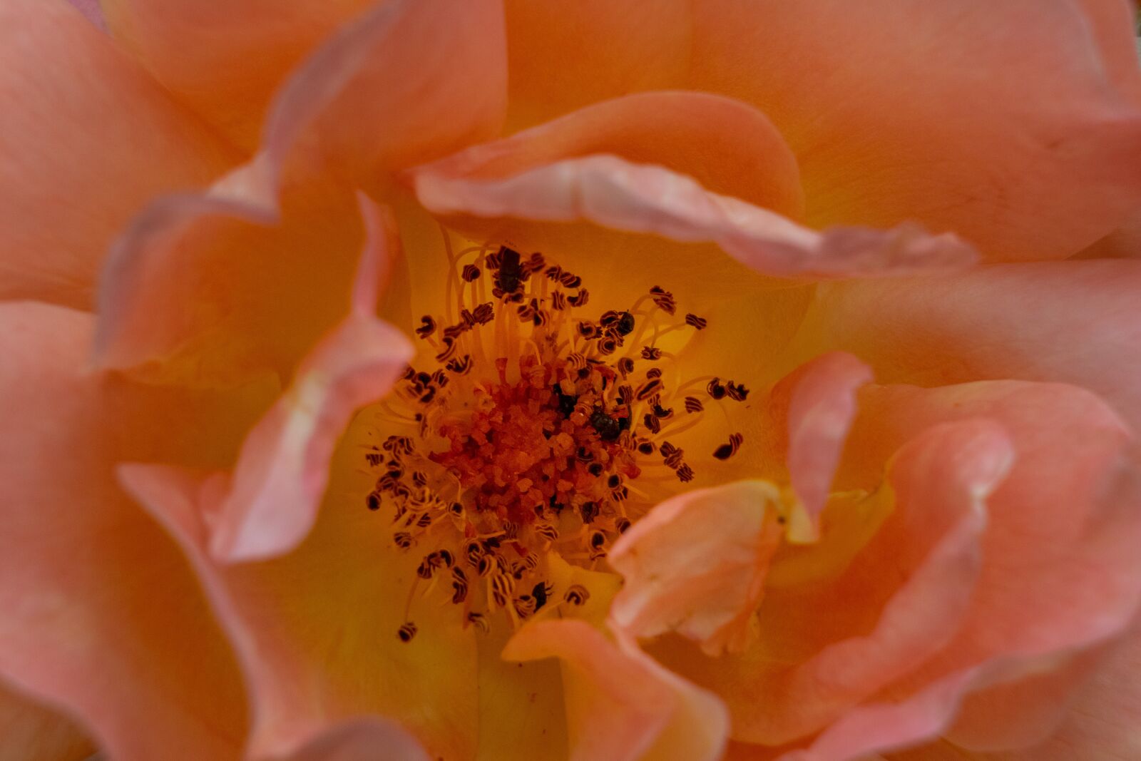 Nikon D3300 sample photo. Rose, flower, roses photography