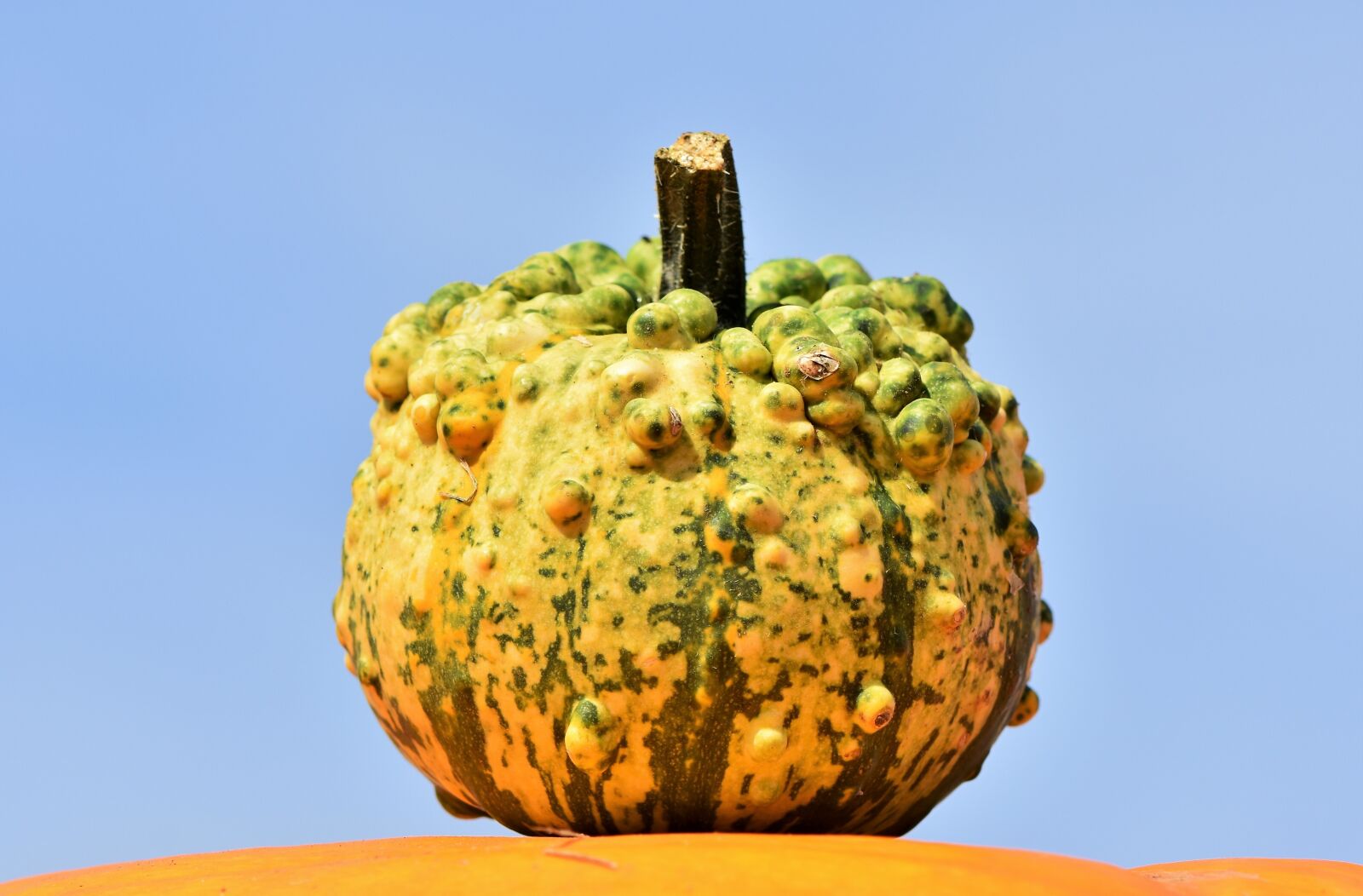 Nikon D7200 sample photo. Pumpkin, fruit, orange photography