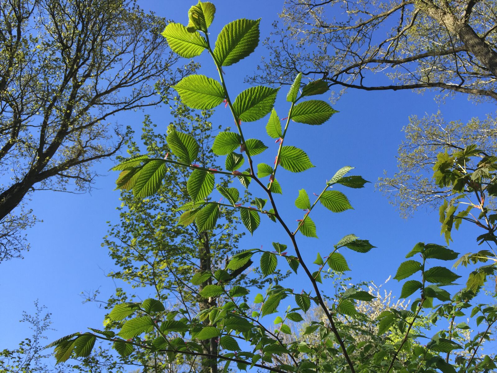 iPhone 6 back camera 4.15mm f/2.2 sample photo. Branch, forest, green photography