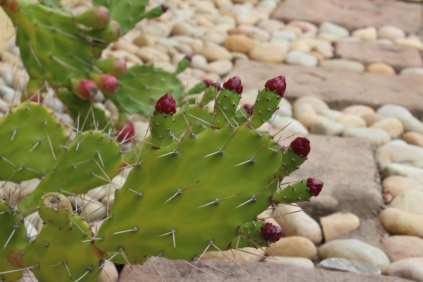 Canon EOS 600D (Rebel EOS T3i / EOS Kiss X5) sample photo. Cactus flowers, cactus, bloom photography