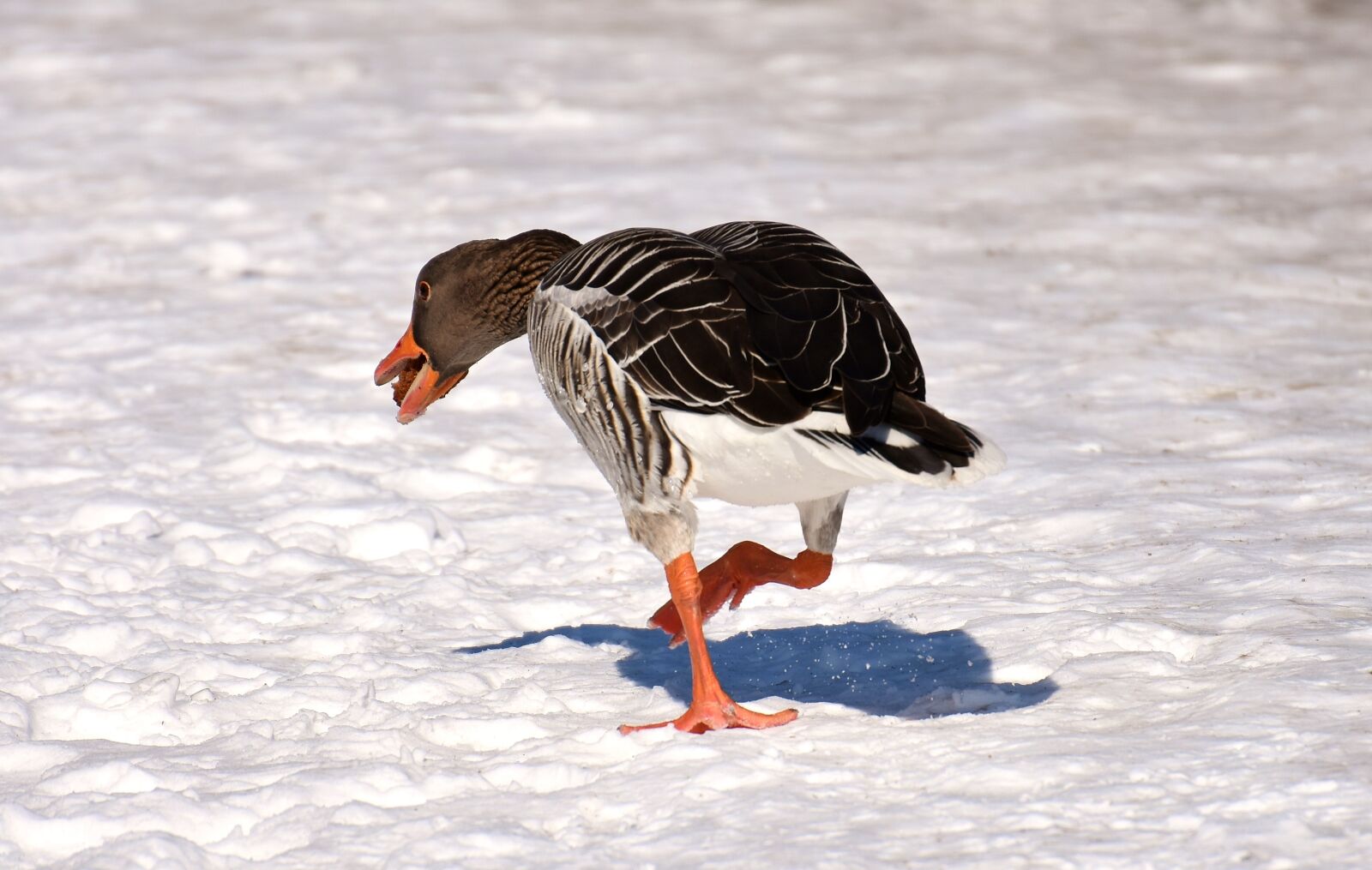Nikon D7200 sample photo. Goose, bread, running away photography