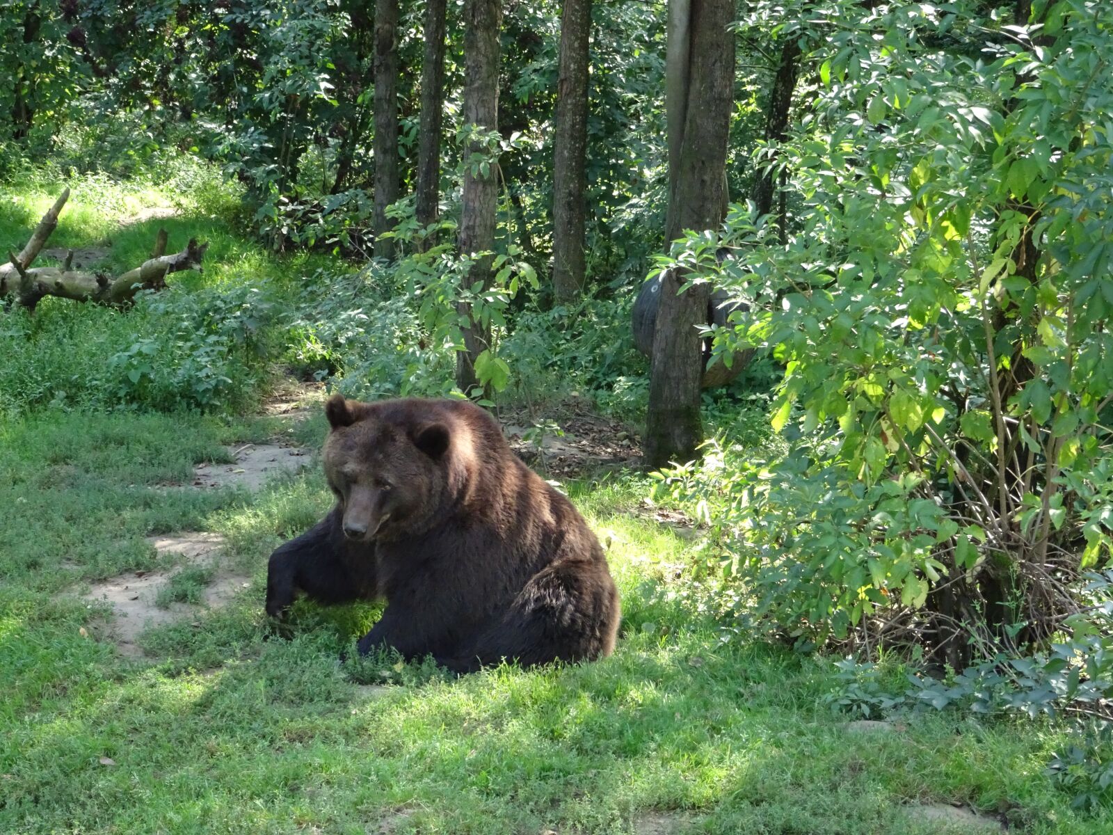 Sony DSC-HX90 sample photo. Bear, predator, brown photography