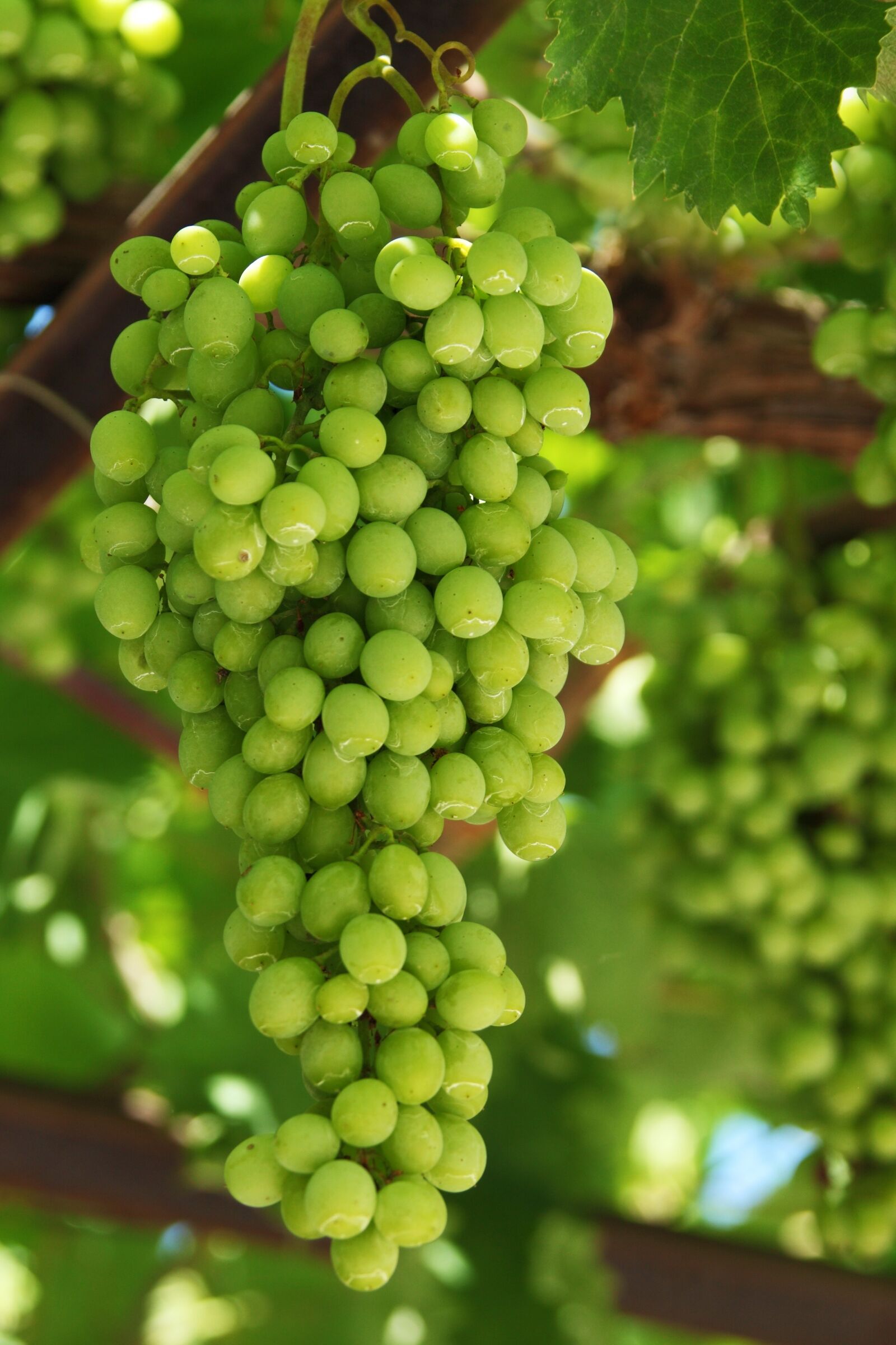 Canon EOS 5D Mark II sample photo. Agriculture, cluster, food, fresh photography