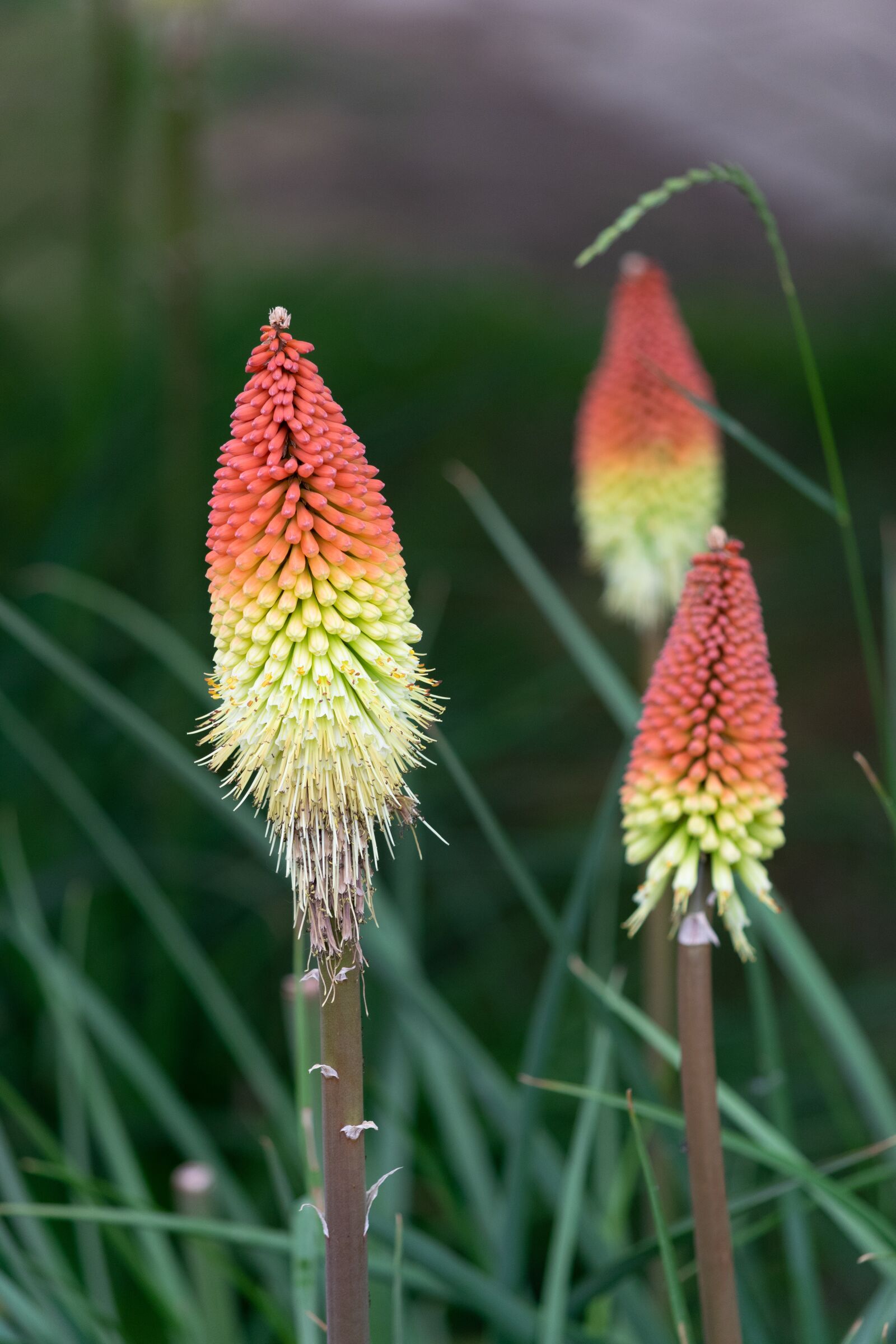 Nikon D3300 sample photo. Flower, garden, nature photography