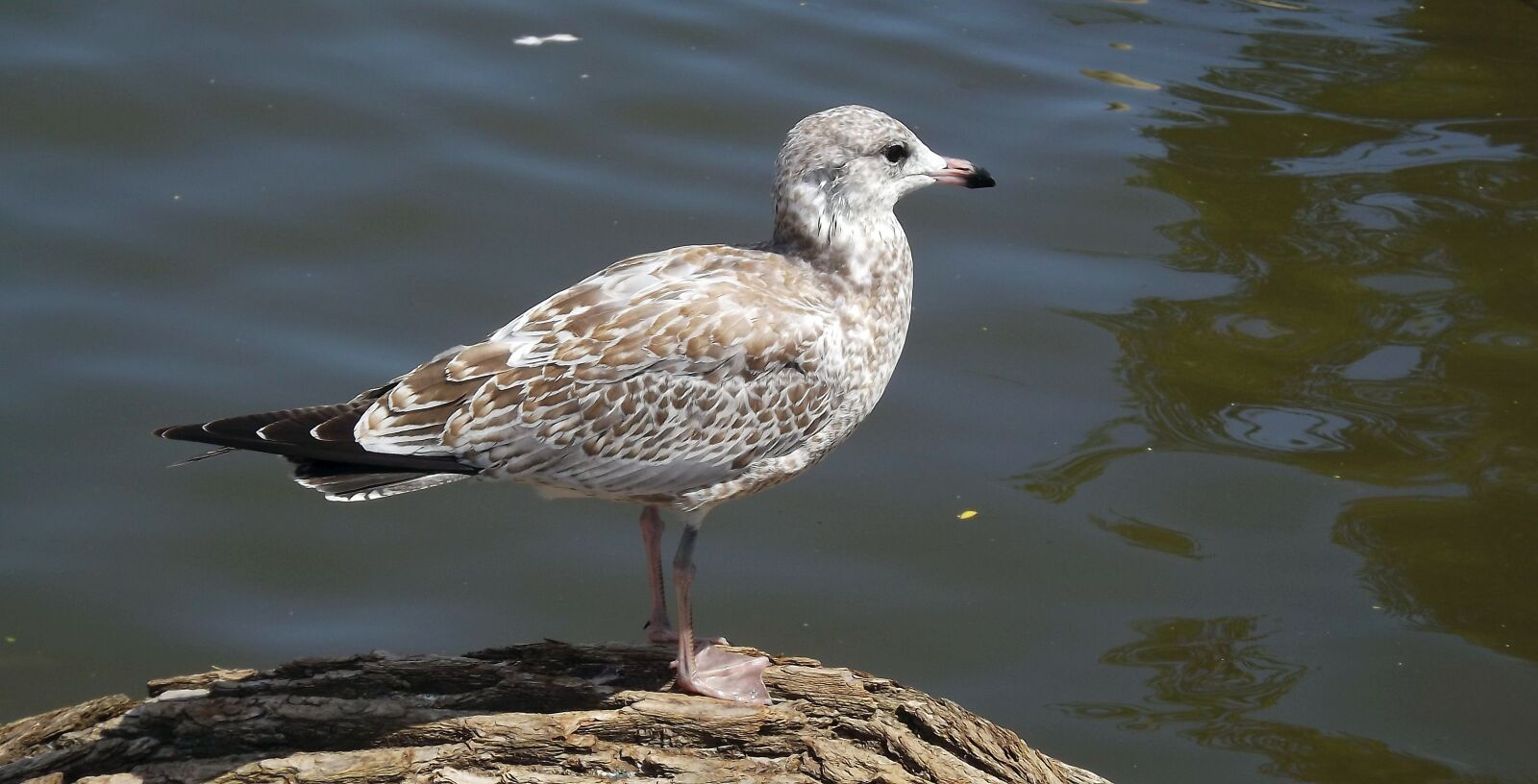 Fujifilm FinePix S3400 sample photo. Fauna, bird, the seagulls photography