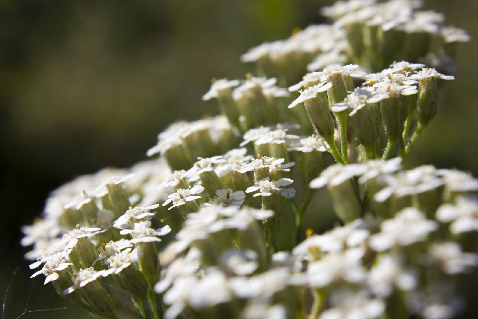 Canon EOS 550D (EOS Rebel T2i / EOS Kiss X4) sample photo. Flower, macro, nature photography