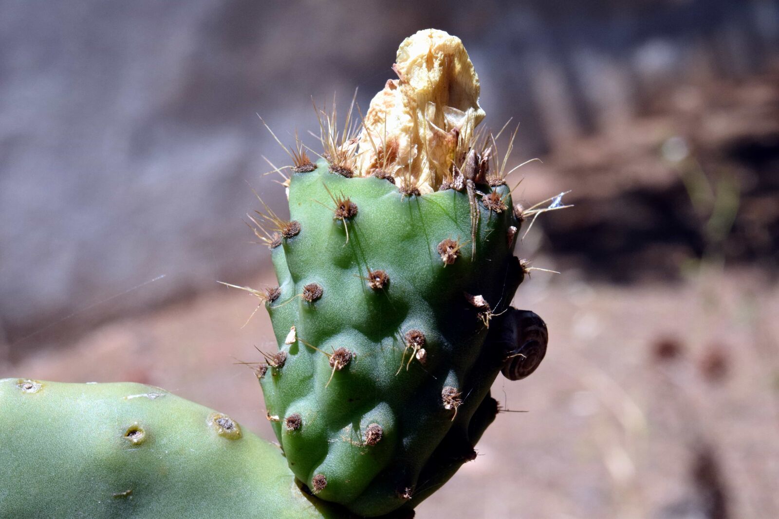 Nikon D3300 sample photo. Sharp, dry, flora, cactus photography