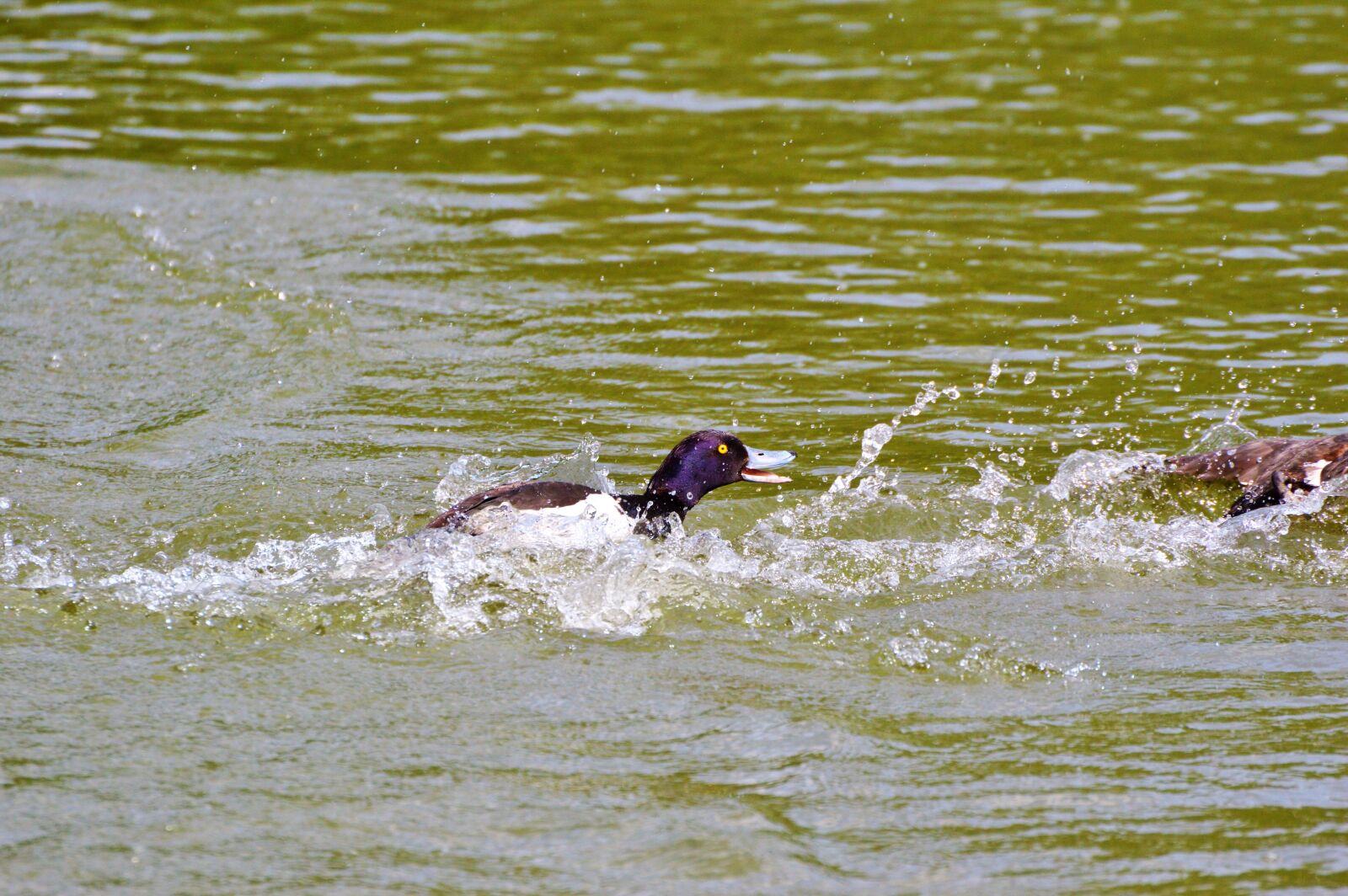 Nikon D3200 sample photo. Duck, water bird, row photography