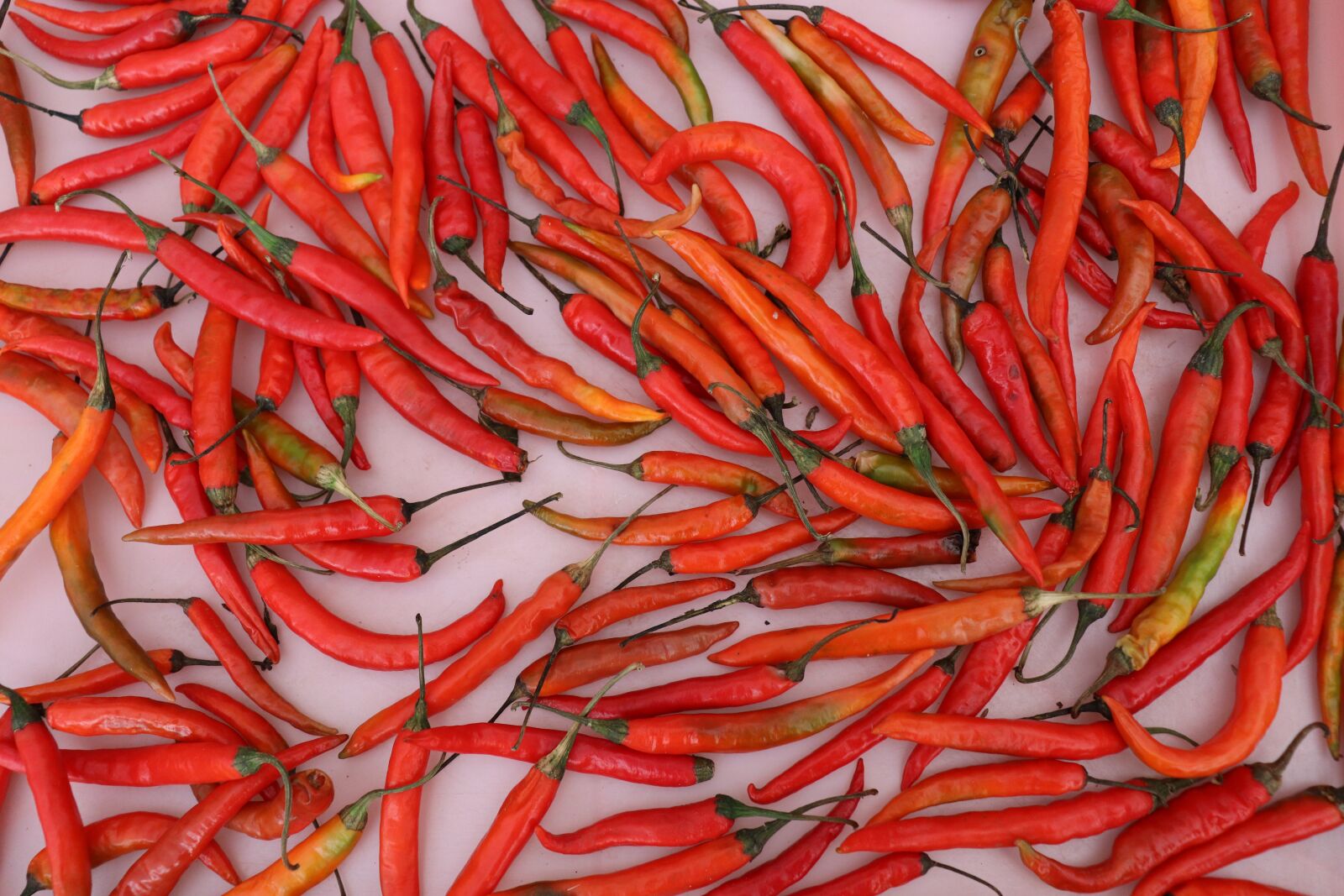 Canon EOS 800D (EOS Rebel T7i / EOS Kiss X9i) sample photo. Chilli, red chilli, spicy photography