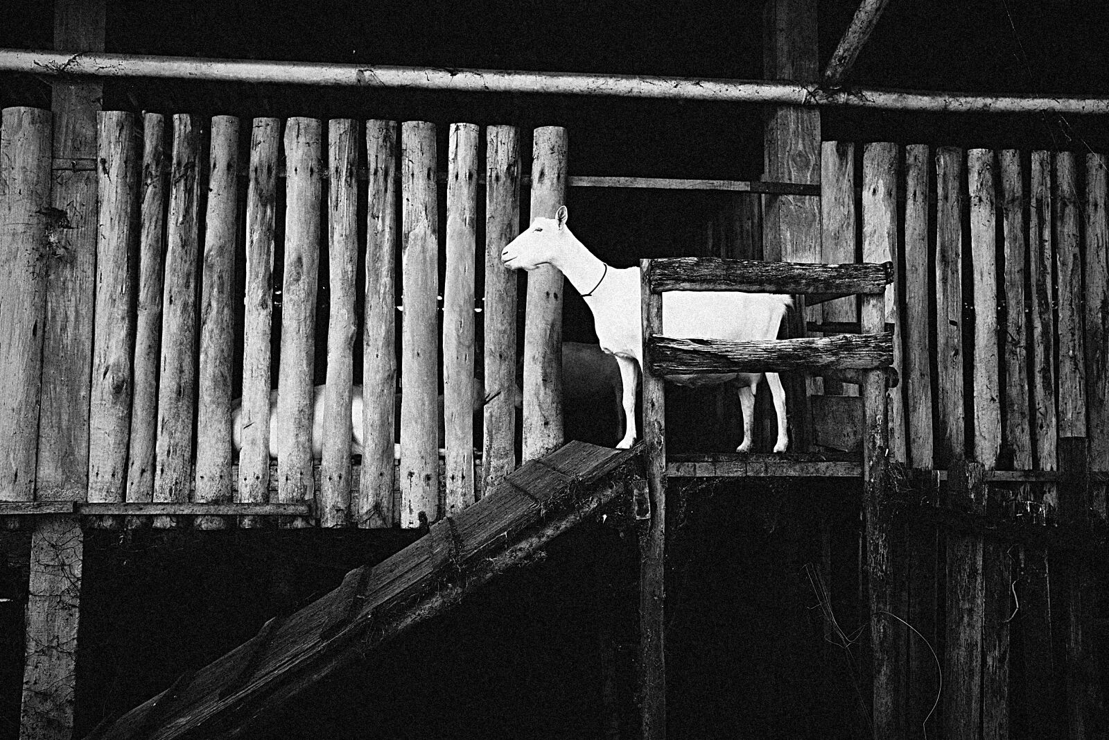 Ricoh GR IV MONOCHROME sample photo