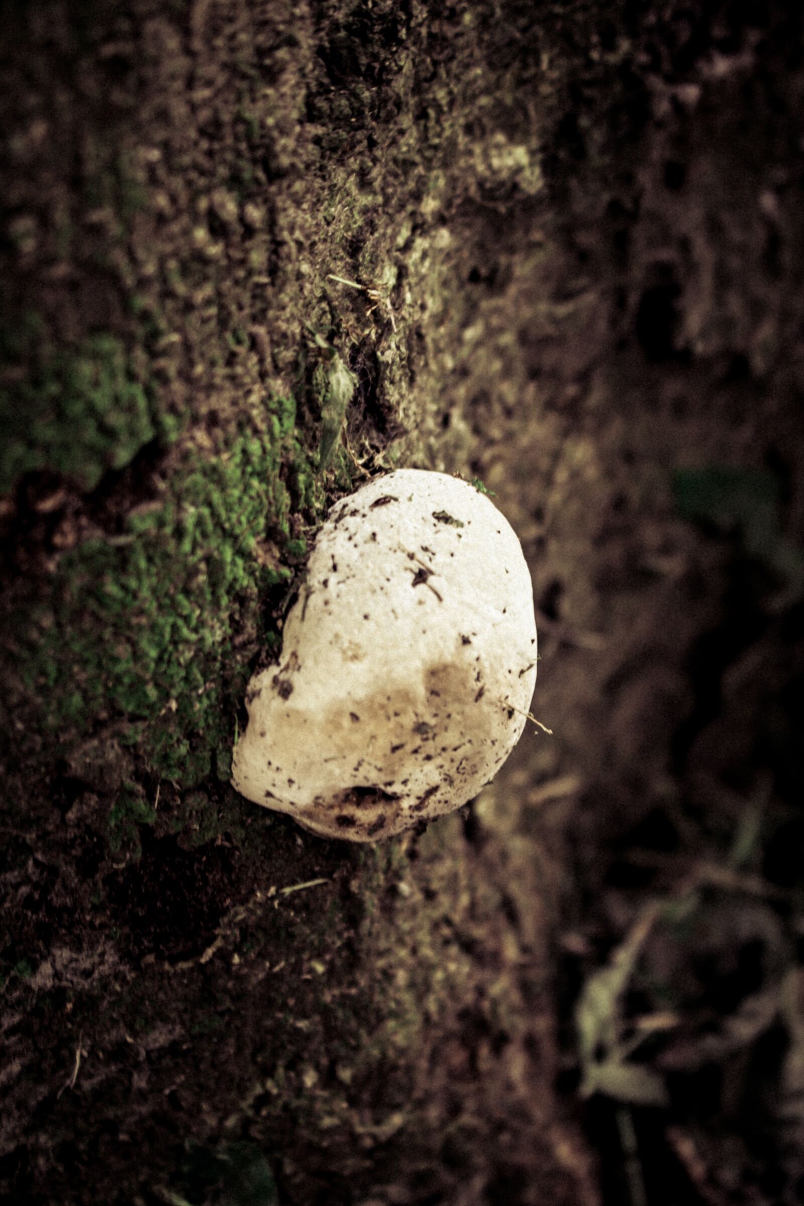 Canon EOS 700D (EOS Rebel T5i / EOS Kiss X7i) sample photo. Fungus, tree, vegetable photography