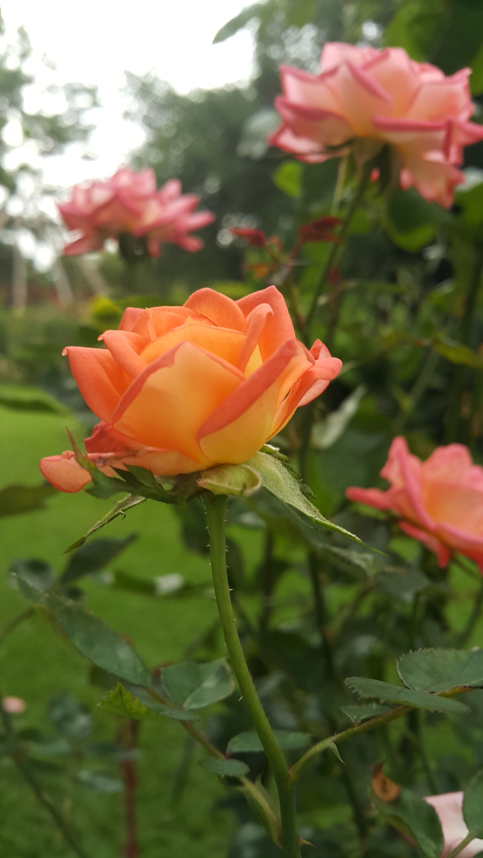 Samsung Galaxy Note4 sample photo. Rose, zimbabwe, garden photography