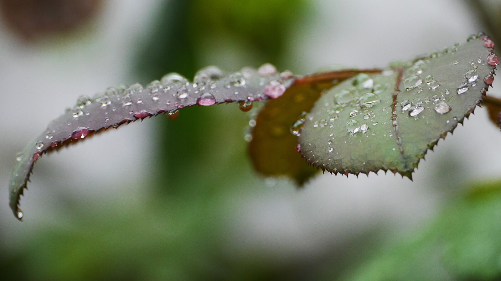 Panasonic Lumix DMC-GH3 sample photo. The leaves, dew, forest photography