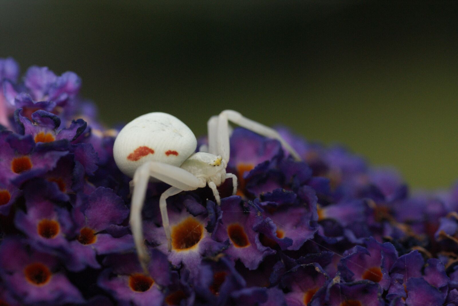 Sony Alpha DSLR-A200 sample photo. White spin, macro, butterfly photography
