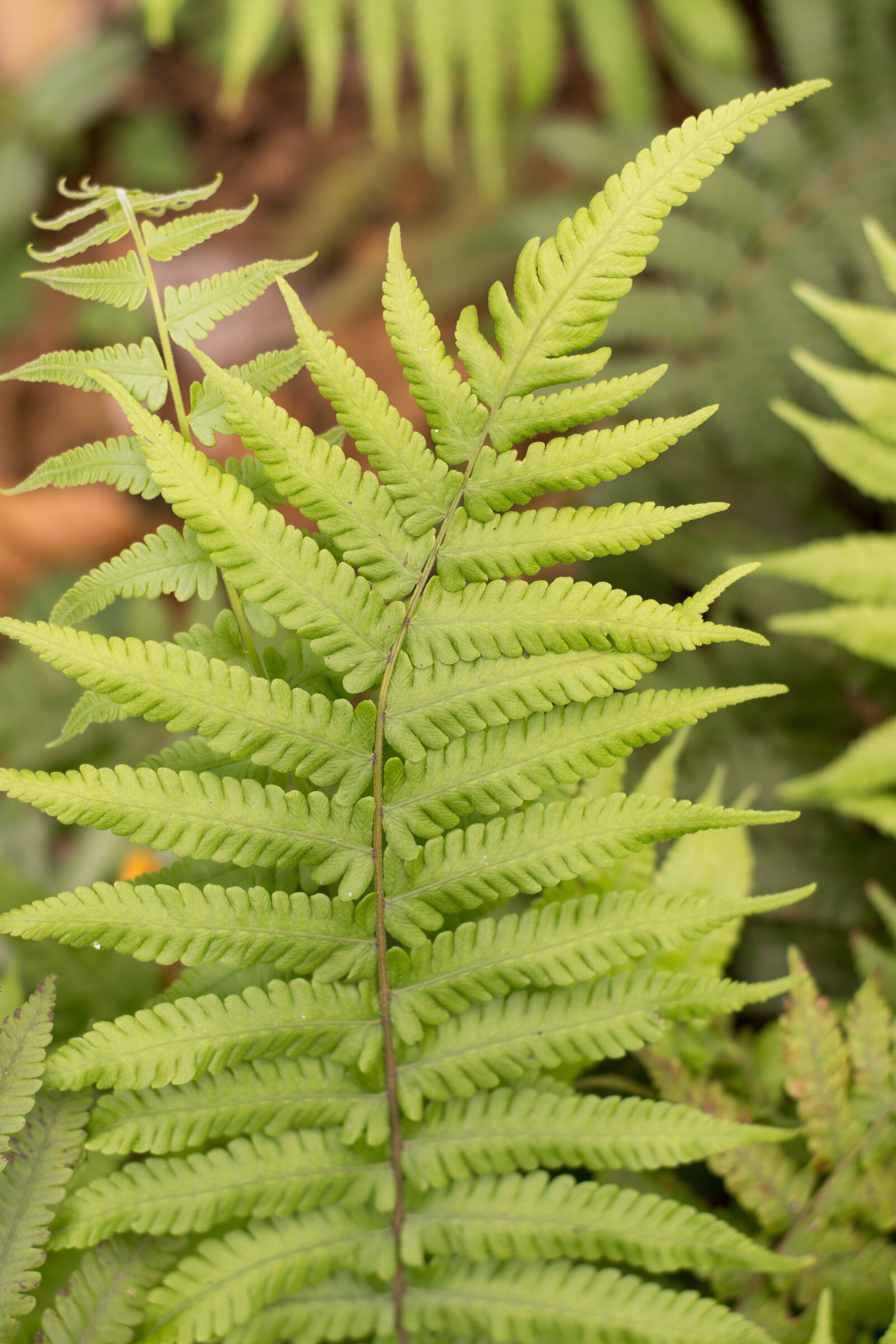 Nikon D7200 sample photo. Fern, park, green photography