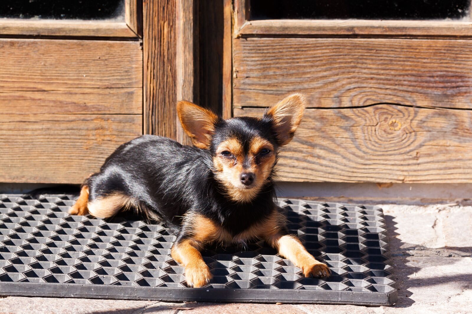 Canon EOS 50D sample photo. Yorkshire terrier, hybrid, chihuahua photography