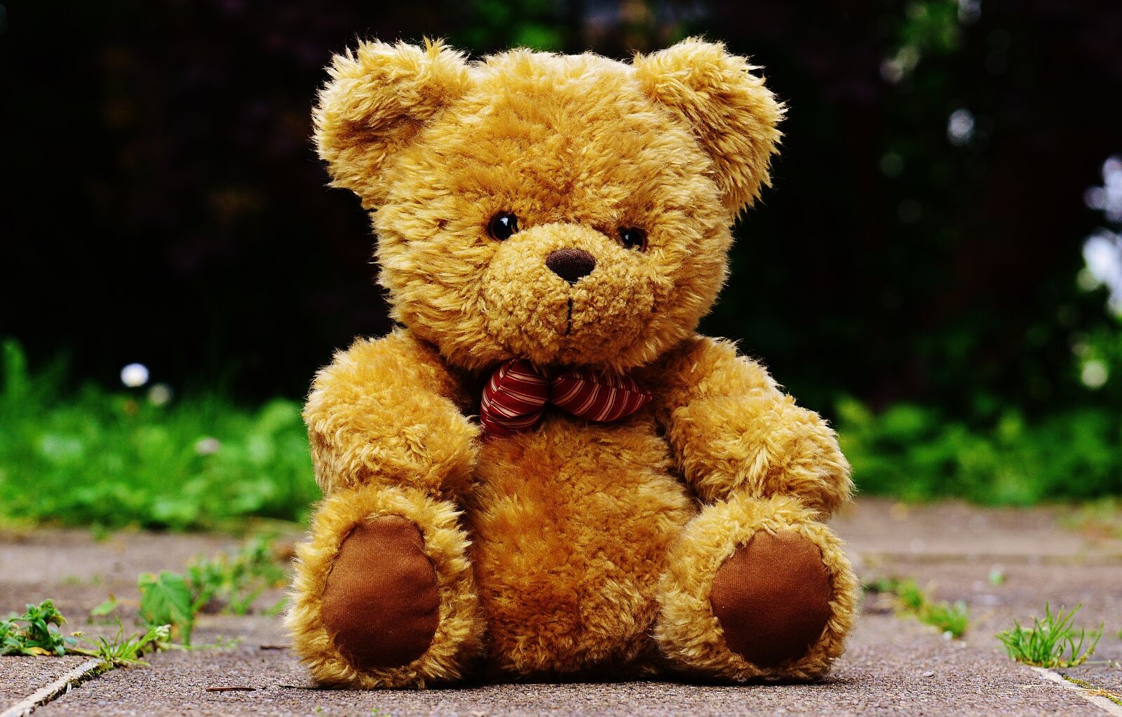 Nikon D3200 sample photo. Teddy, plush, cute photography
