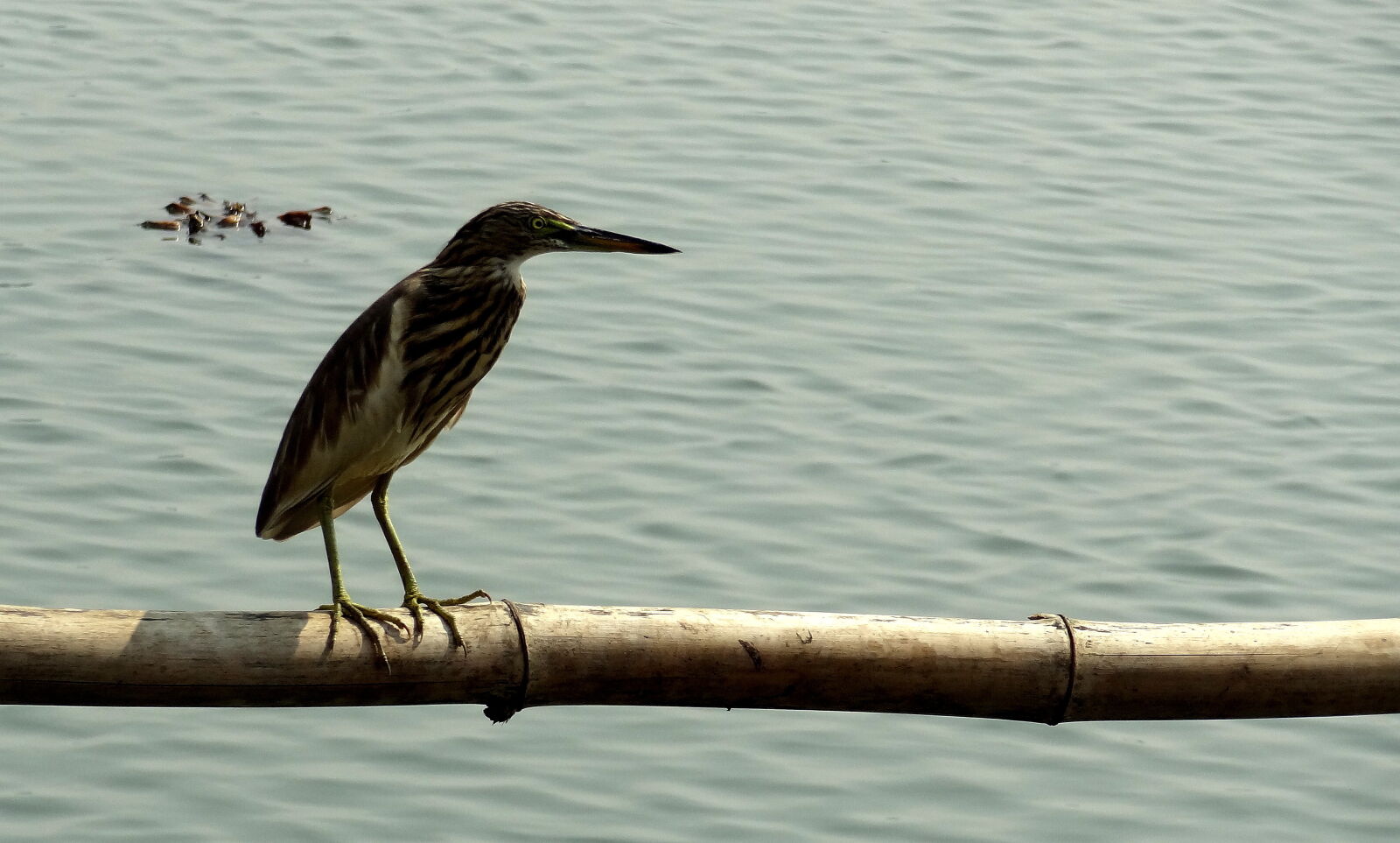 Sony Cyber-shot DSC-HX9V sample photo. The, sea, bird photography