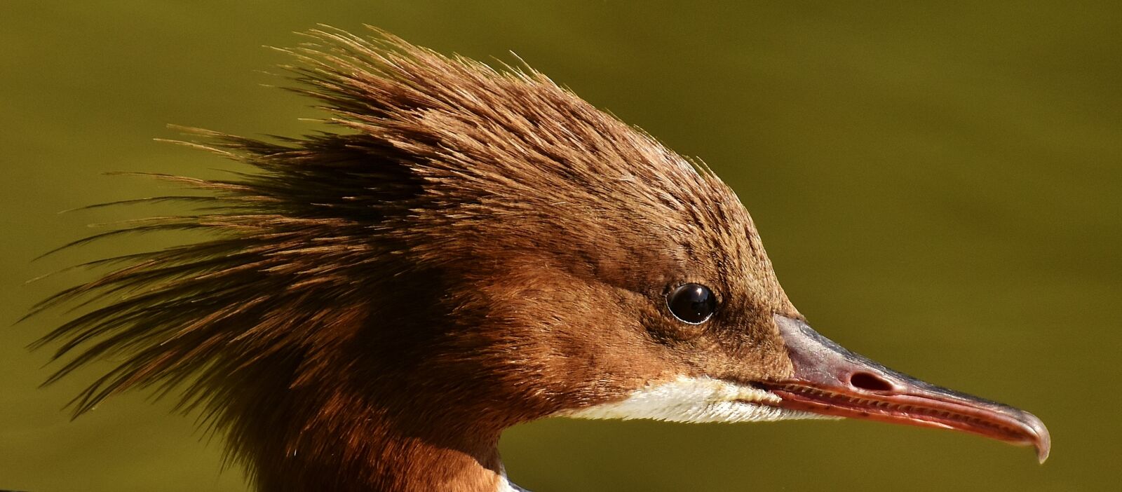 Nikon D7200 sample photo. Merganser, mergus merganser, duck photography